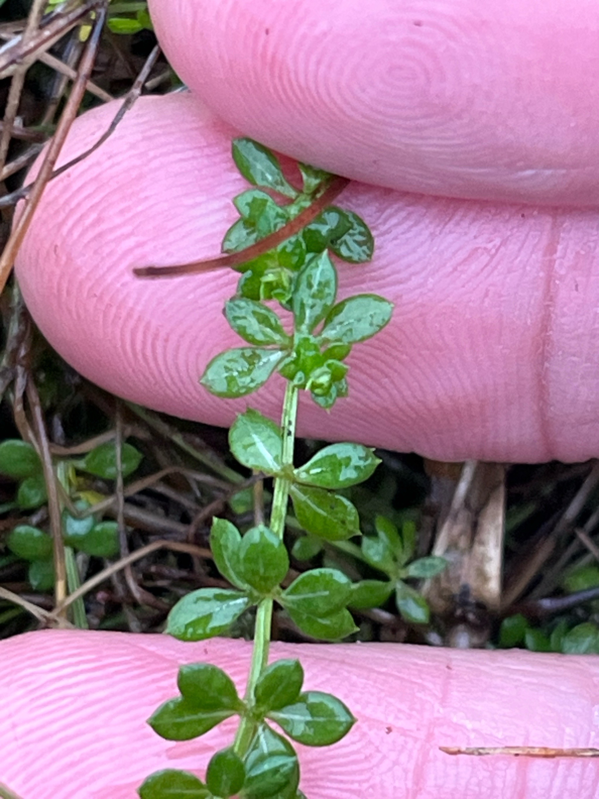 Galium saxatile (Heath Bedstraw) (alternate view 11)