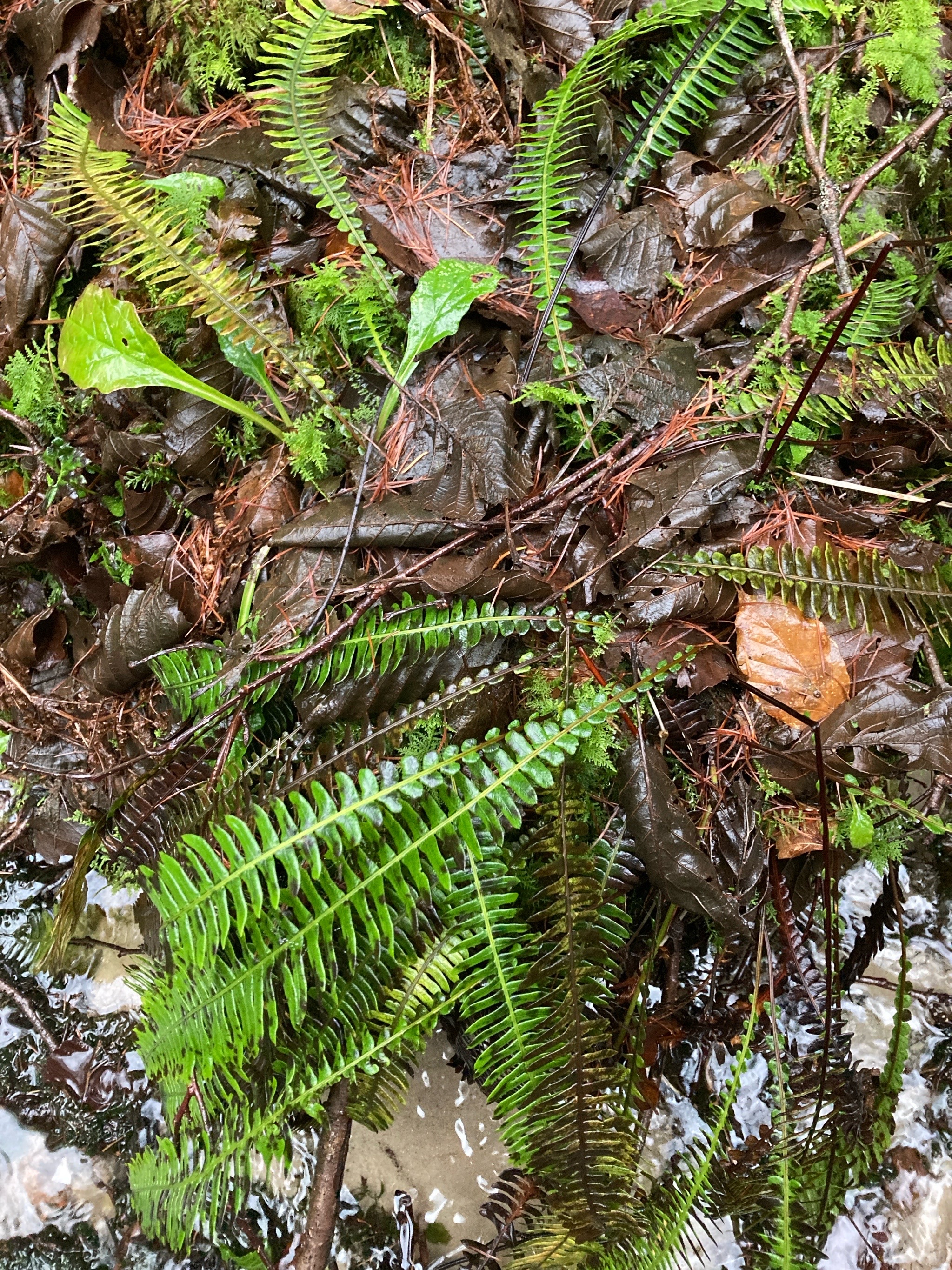 Struthiopteris spicant (deer fern) (alternate view 14)