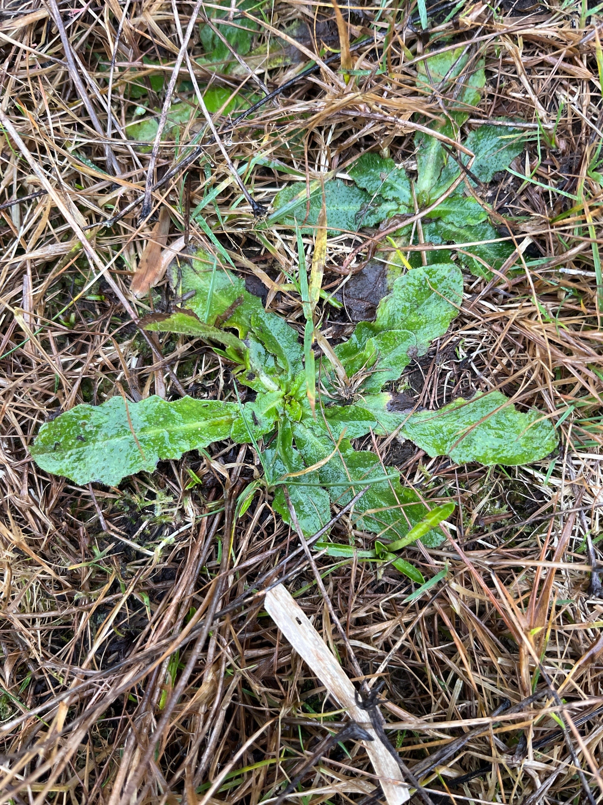 Hypochaeris radicata (hairy cat's-ear) (alternate view 14)