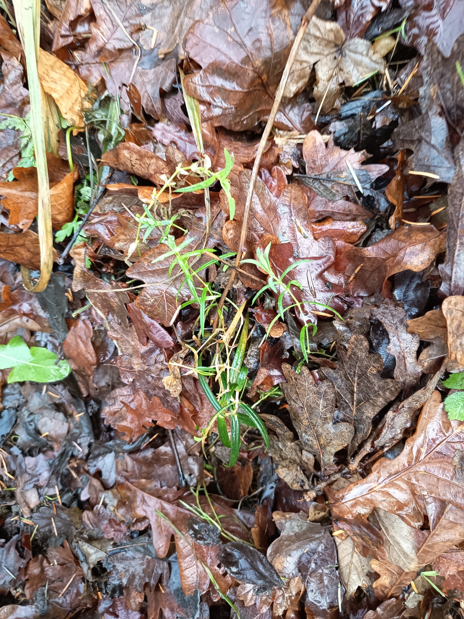 Rabelera holostea (greater stitchwort) (alternate view 8)