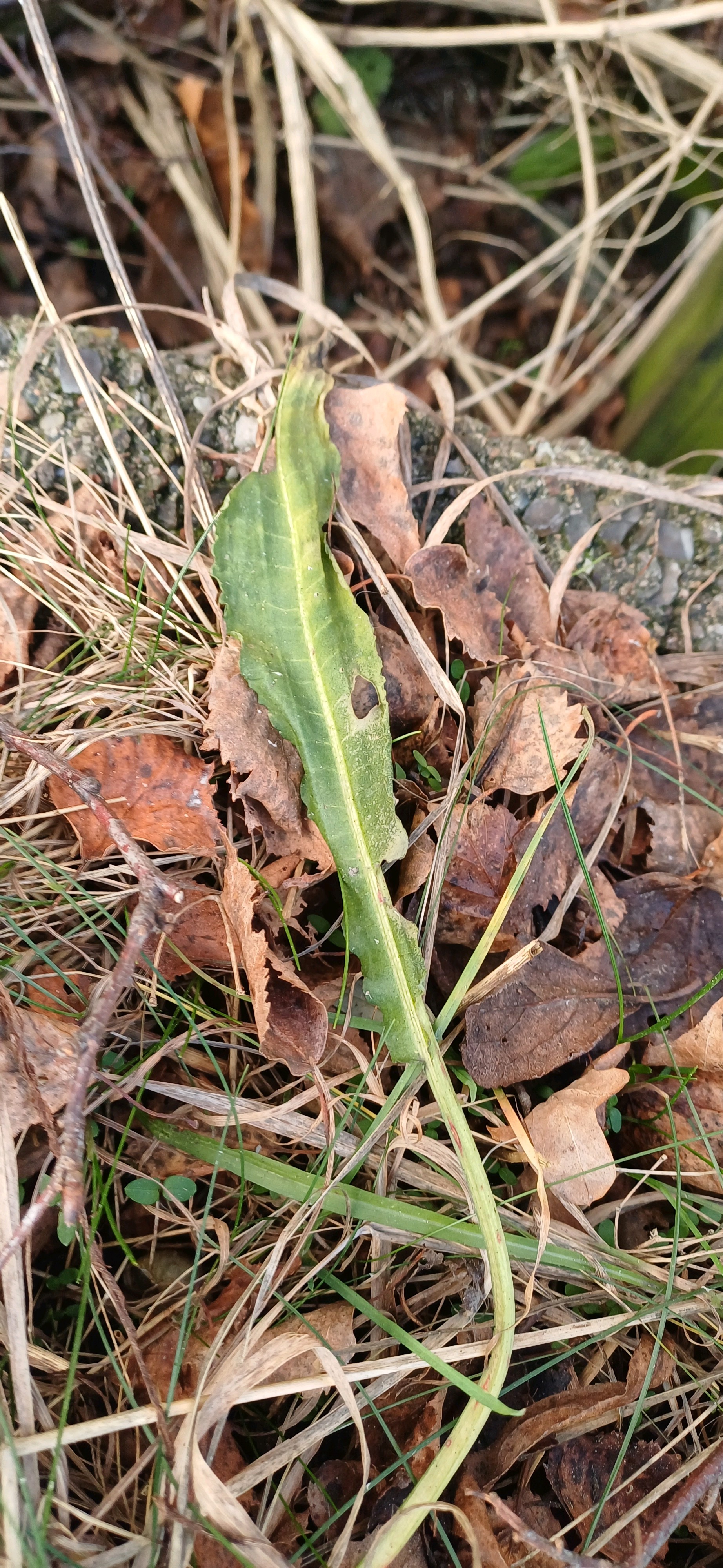 Rumex crispus (curly-leaved dock) (alternate view 14)