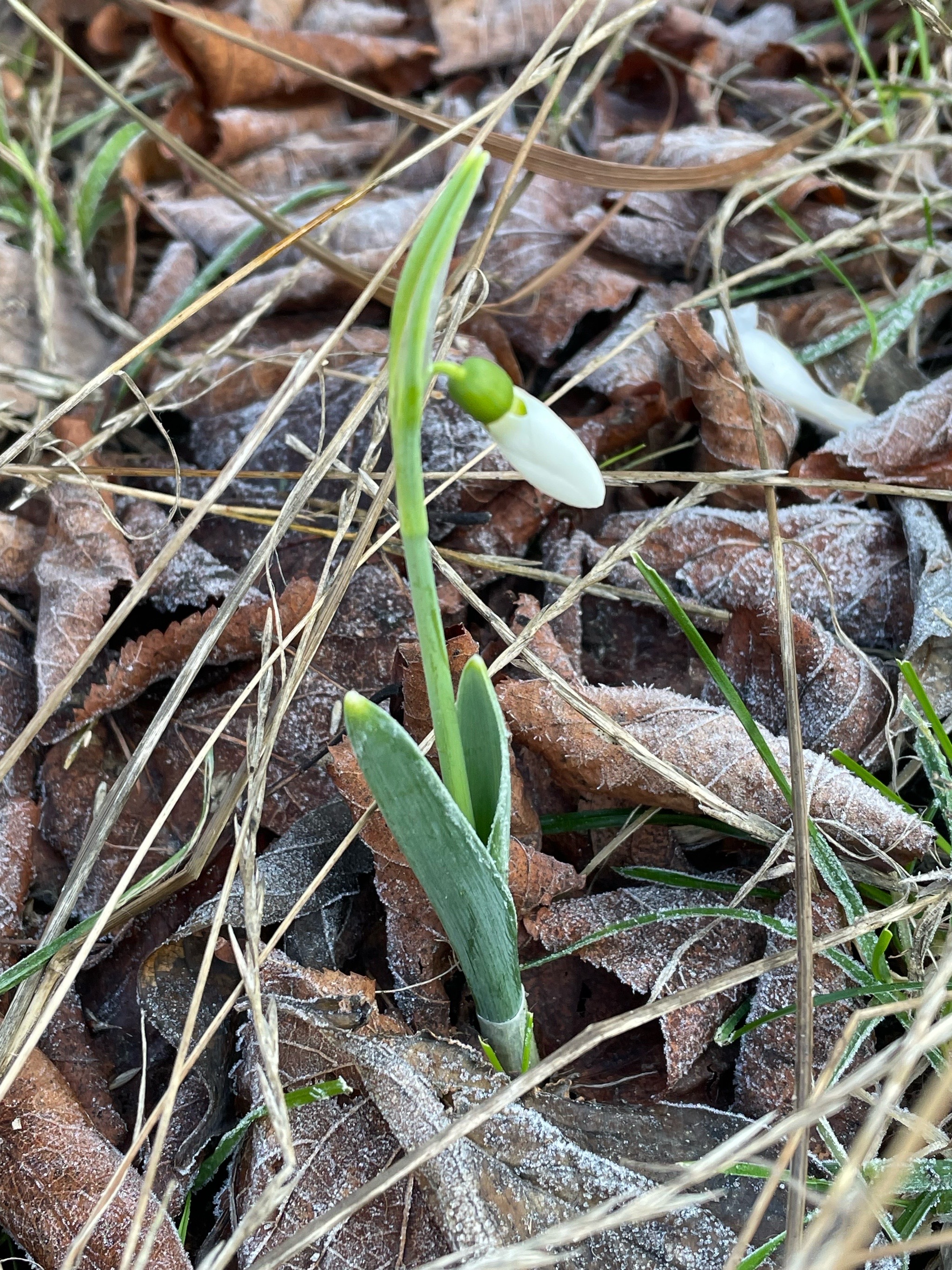Galanthus elwesii (Giant Snowdrop) (alternate view 13)
