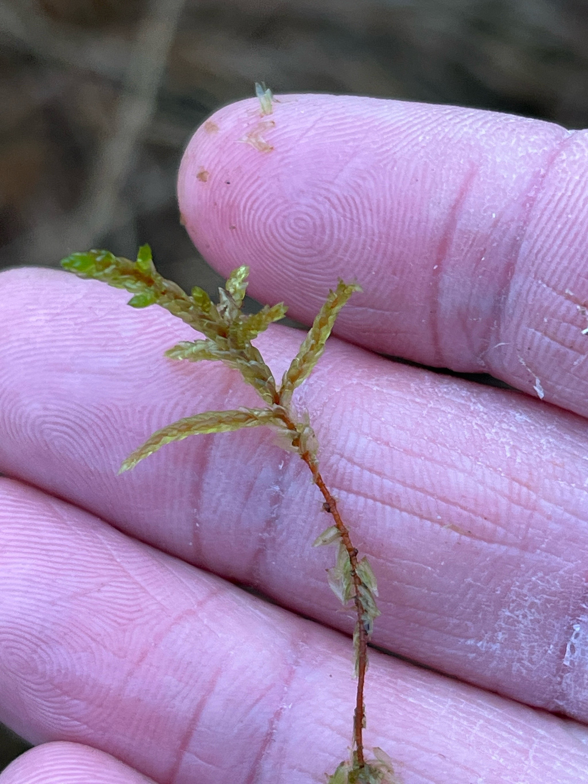 Pleurozium schreberi (Red-stemmed Feather Moss) (alternate view 11)