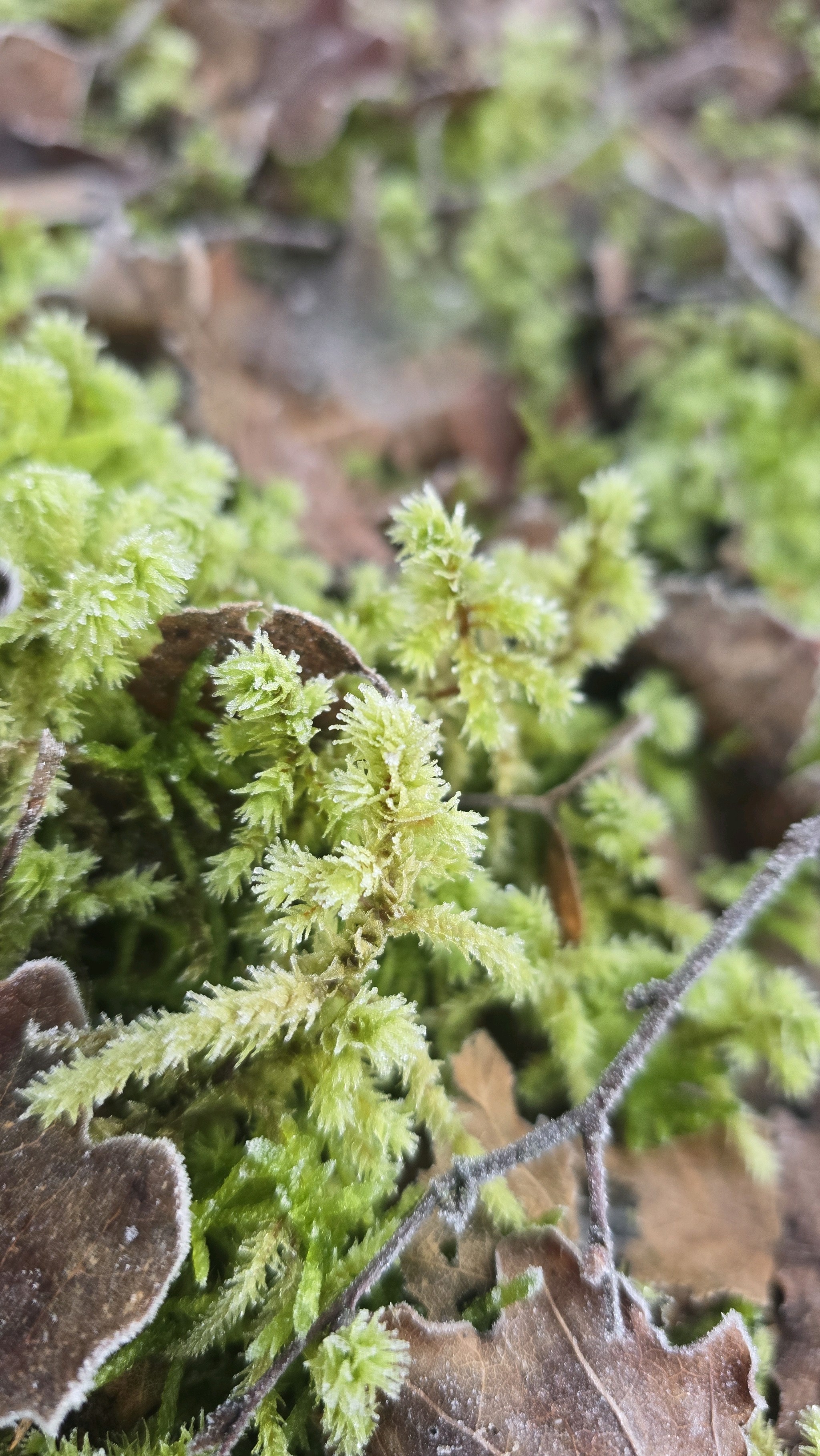 Hylocomiadelphus triquetrus (rough goose neck moss) (alternate view 8)