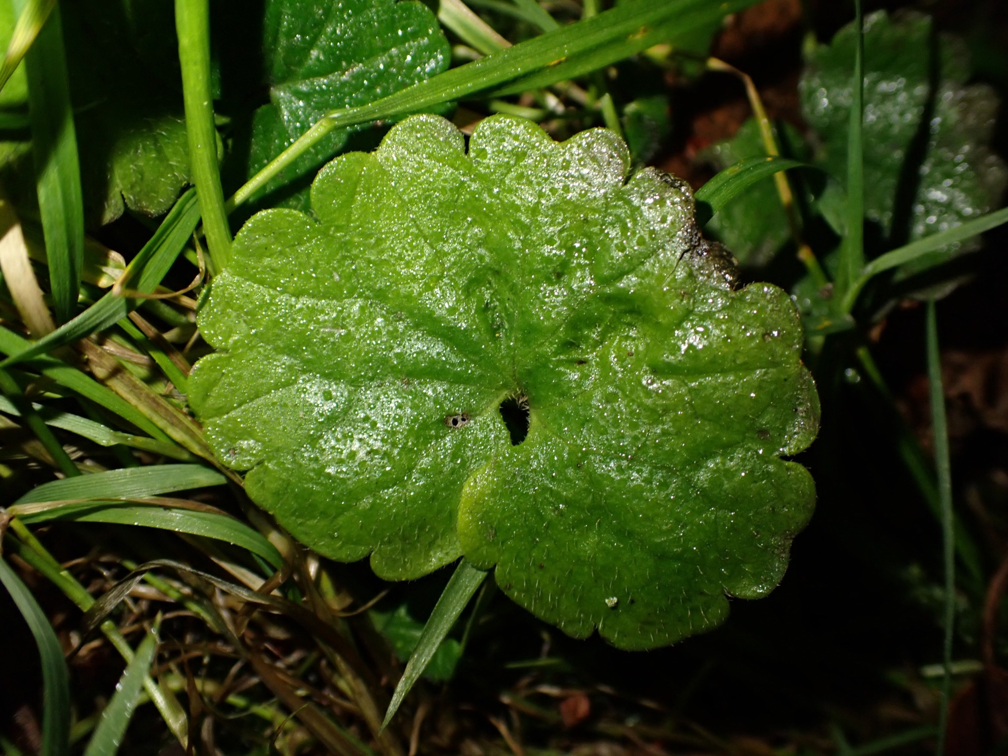 Glechoma hederacea (ground-ivy) (alternate view 11)