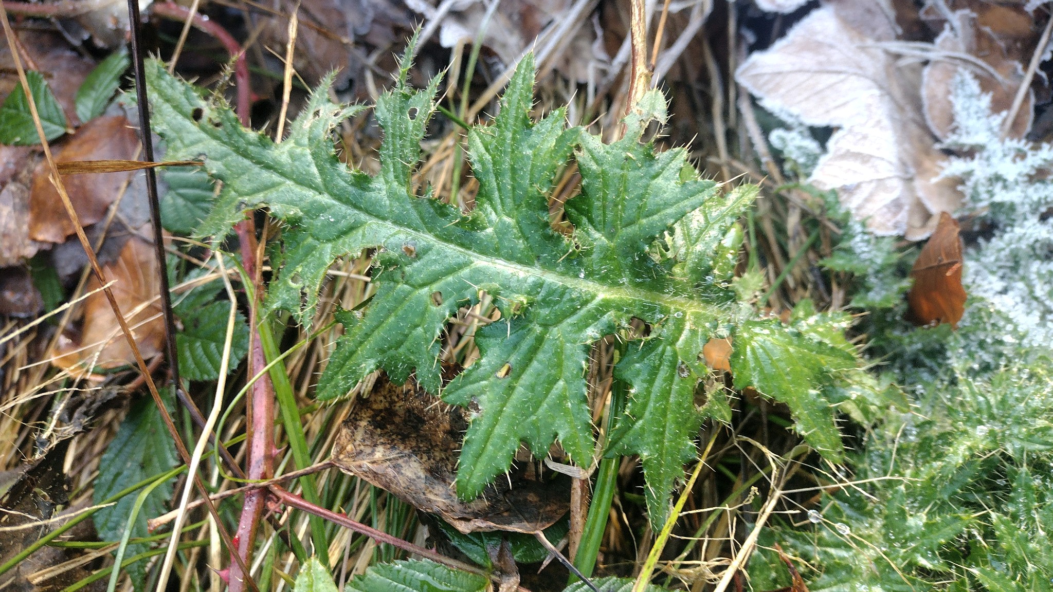 Cirsium palustre (Marsh Thistle) (alternate view 11)