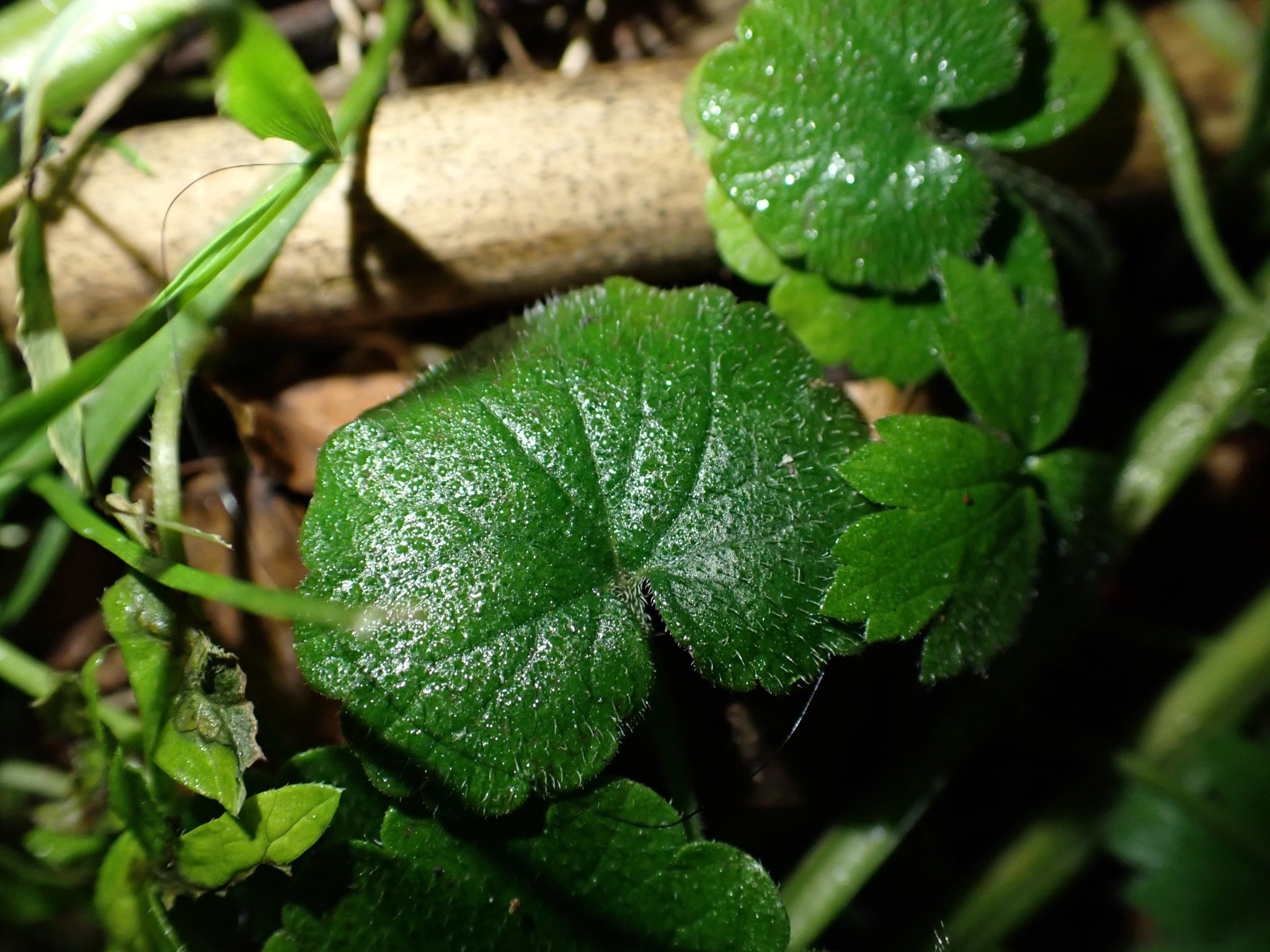 Glechoma hederacea (ground-ivy) (alternate view 10)