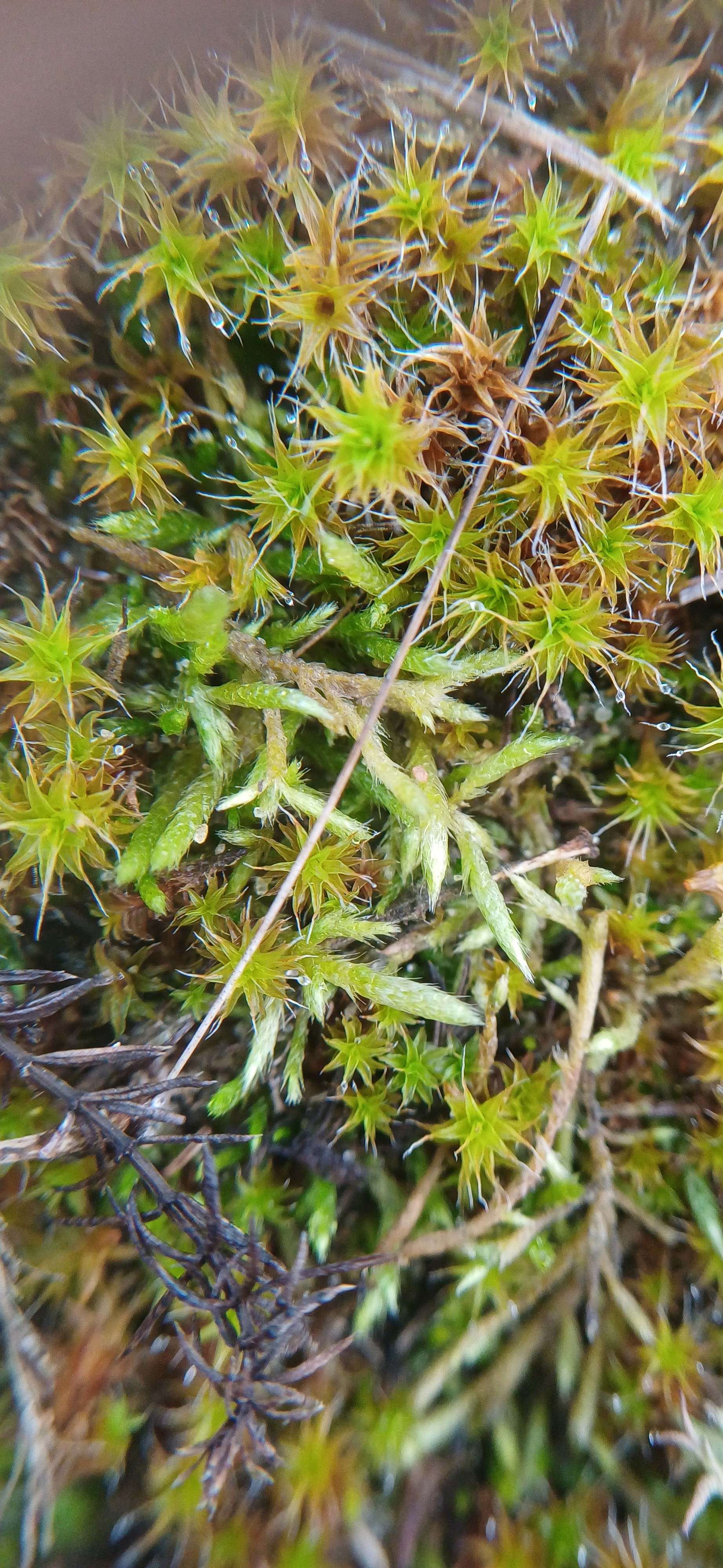 Brachythecium albicans (Whitish Feather-moss) (alternate view 12)