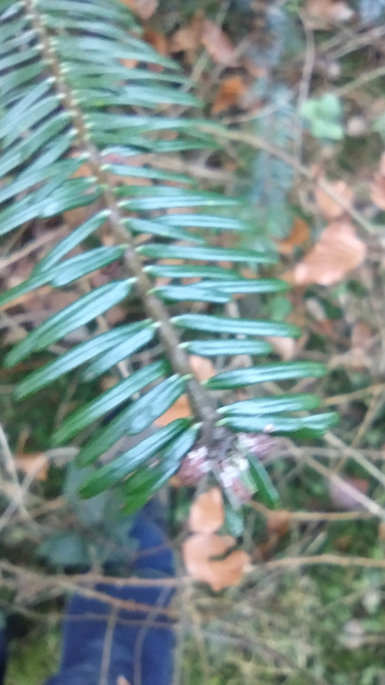 Abies grandis (grand fir) (alternate view 12)