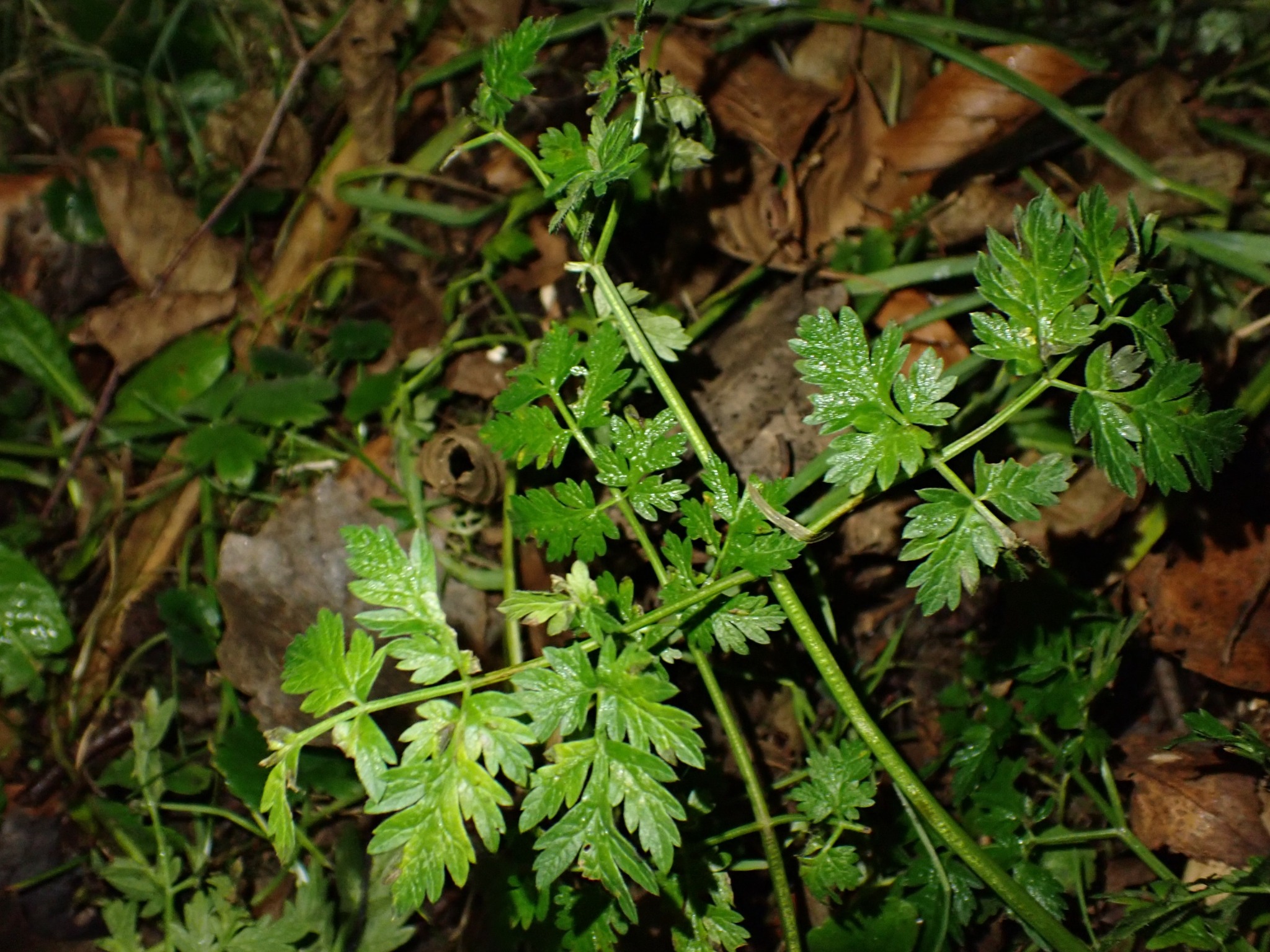 Anthriscus (Chervils) (alternate view 2)