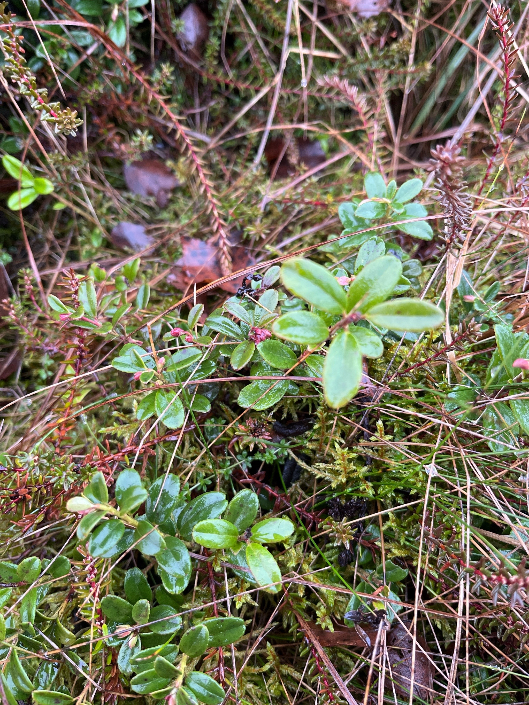 Vaccinium vitis-idaea (Lingonberry) (alternate view 12)