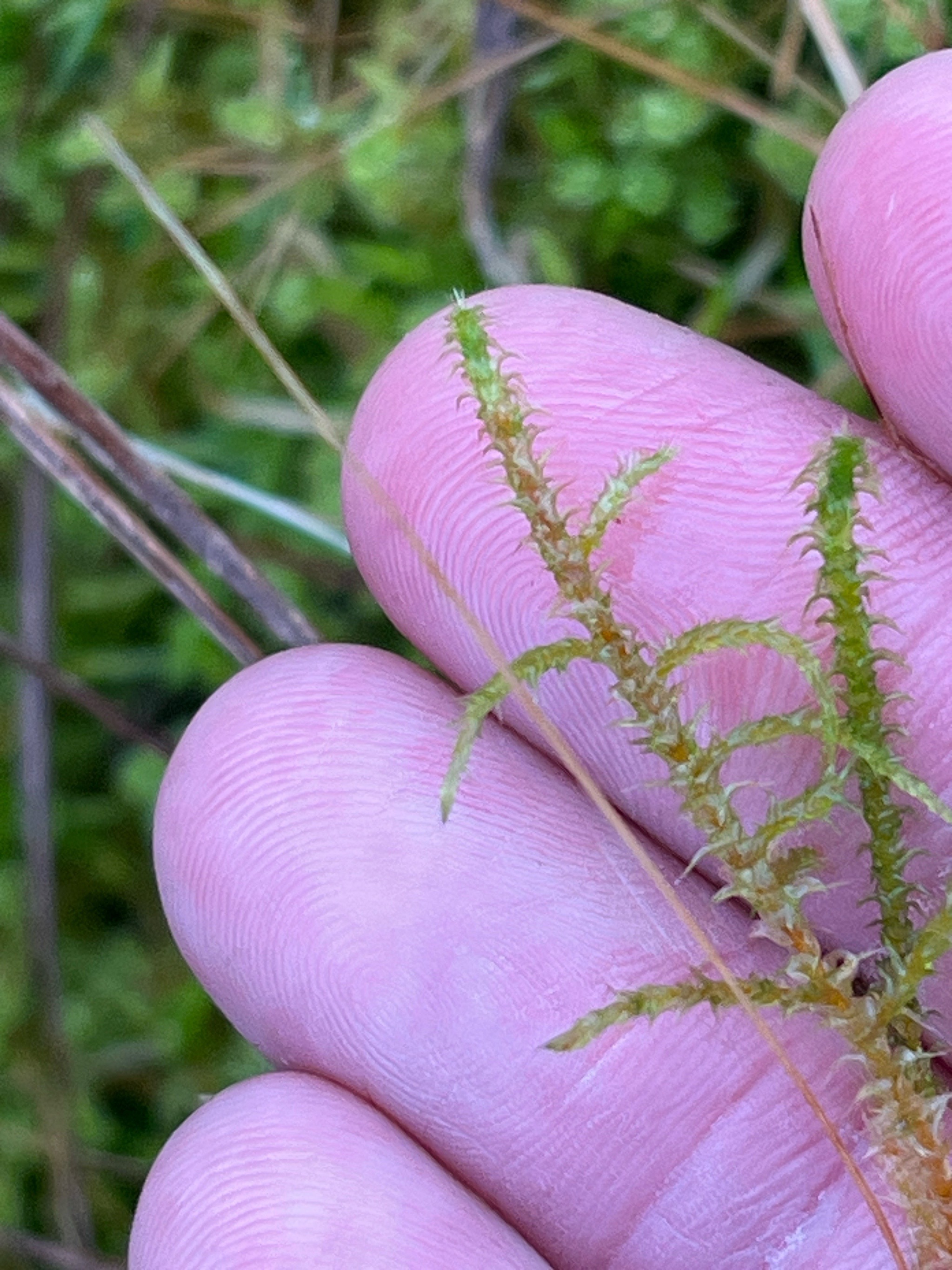 Rhytidiadelphus squarrosus (Square Gooseneck Moss) (alternate view 5)