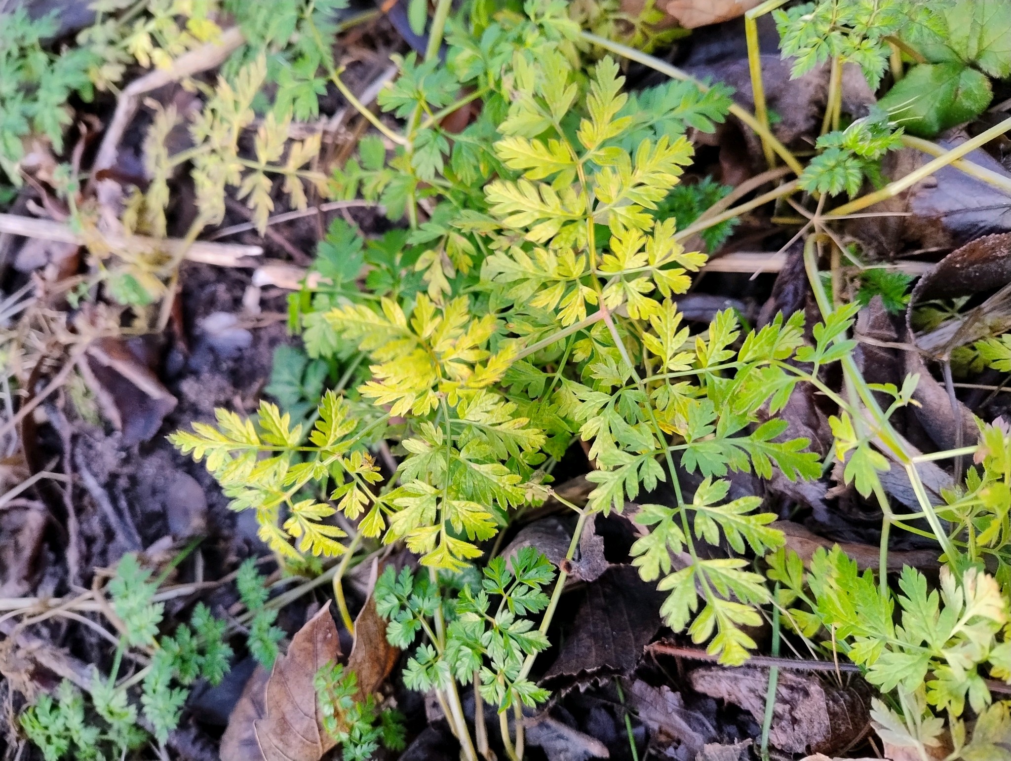 Anthriscus sylvestris (wild chervil) (alternate view 12)