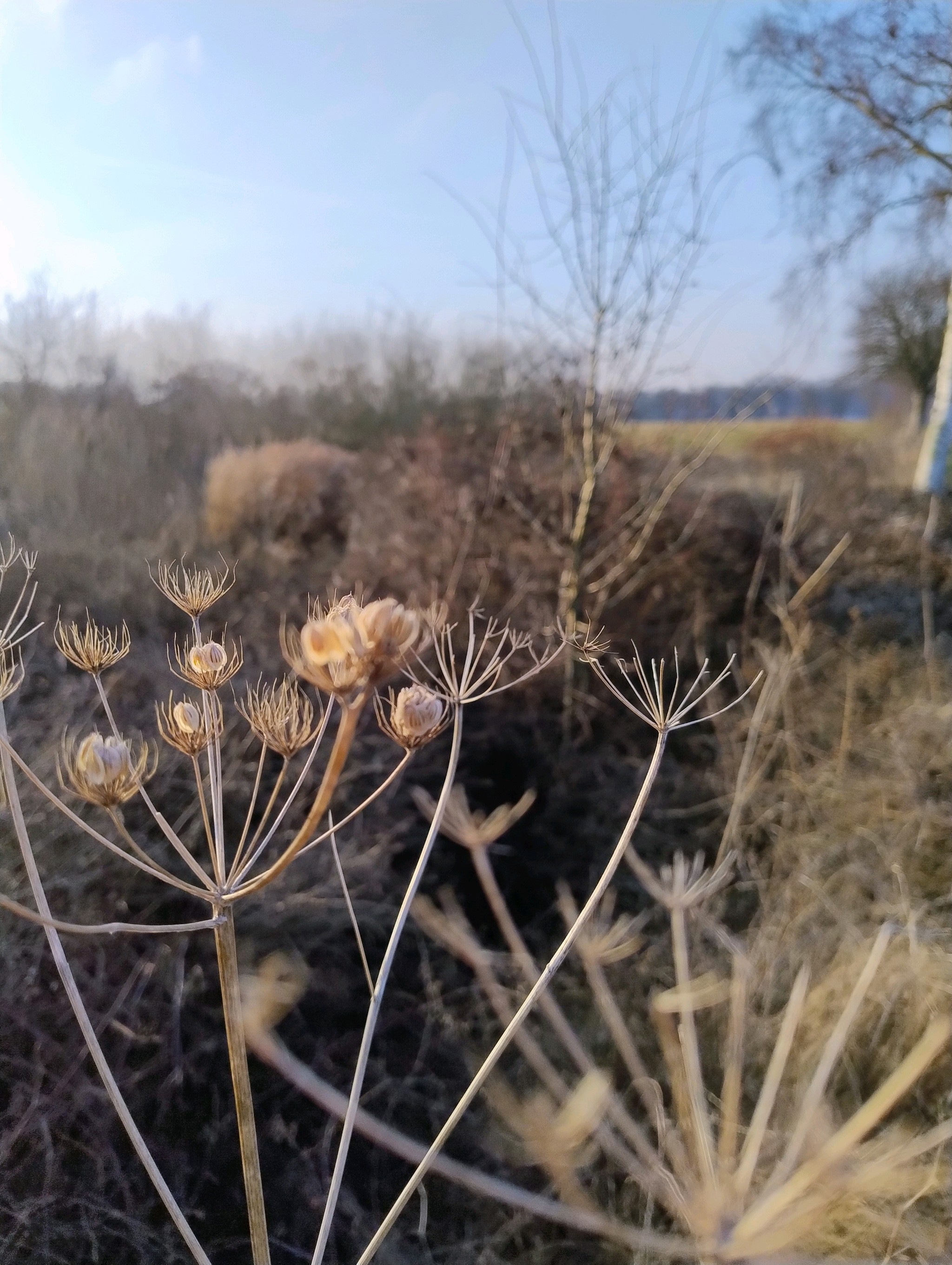 Heracleum (hogweeds) (alternate view 2)