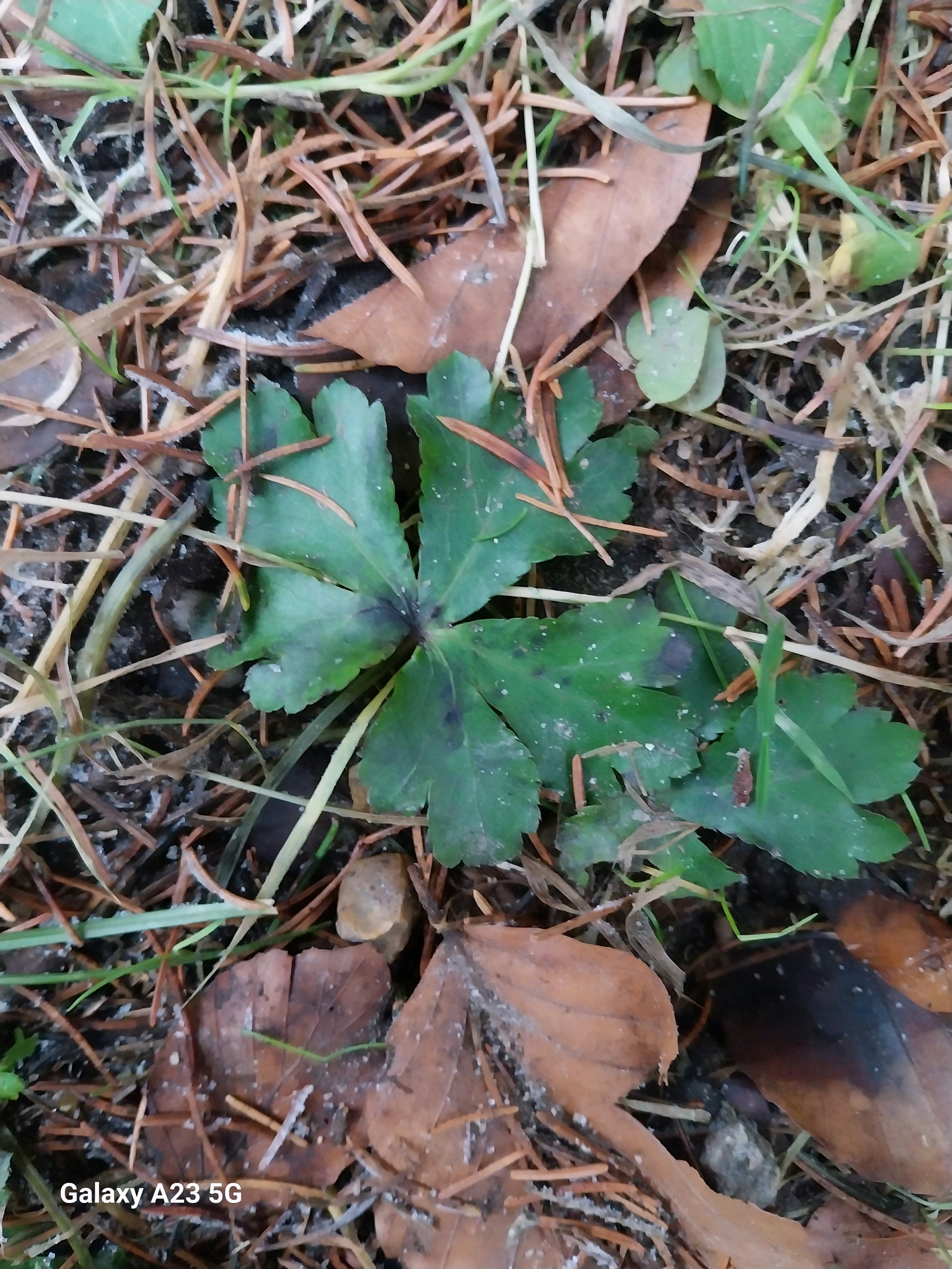Sanicula (sanicles) (alternate view 2)