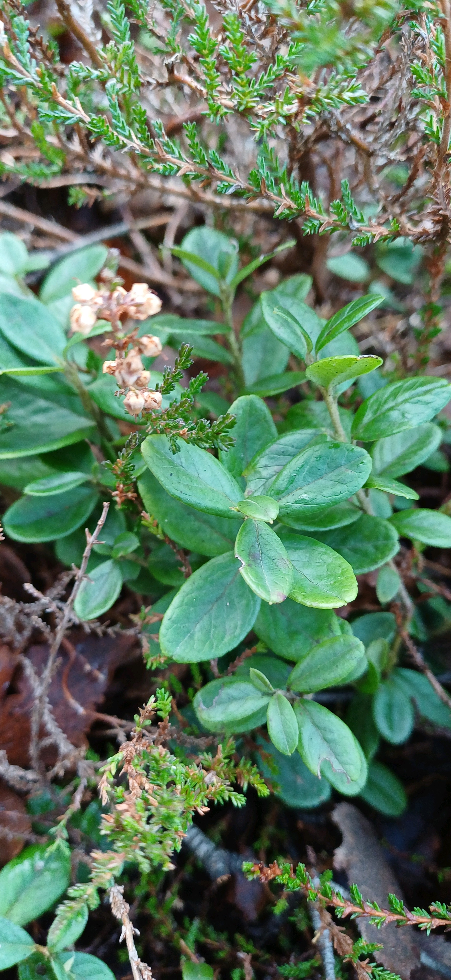 Vaccinium vitis-idaea (Lingonberry) (alternate view 14)