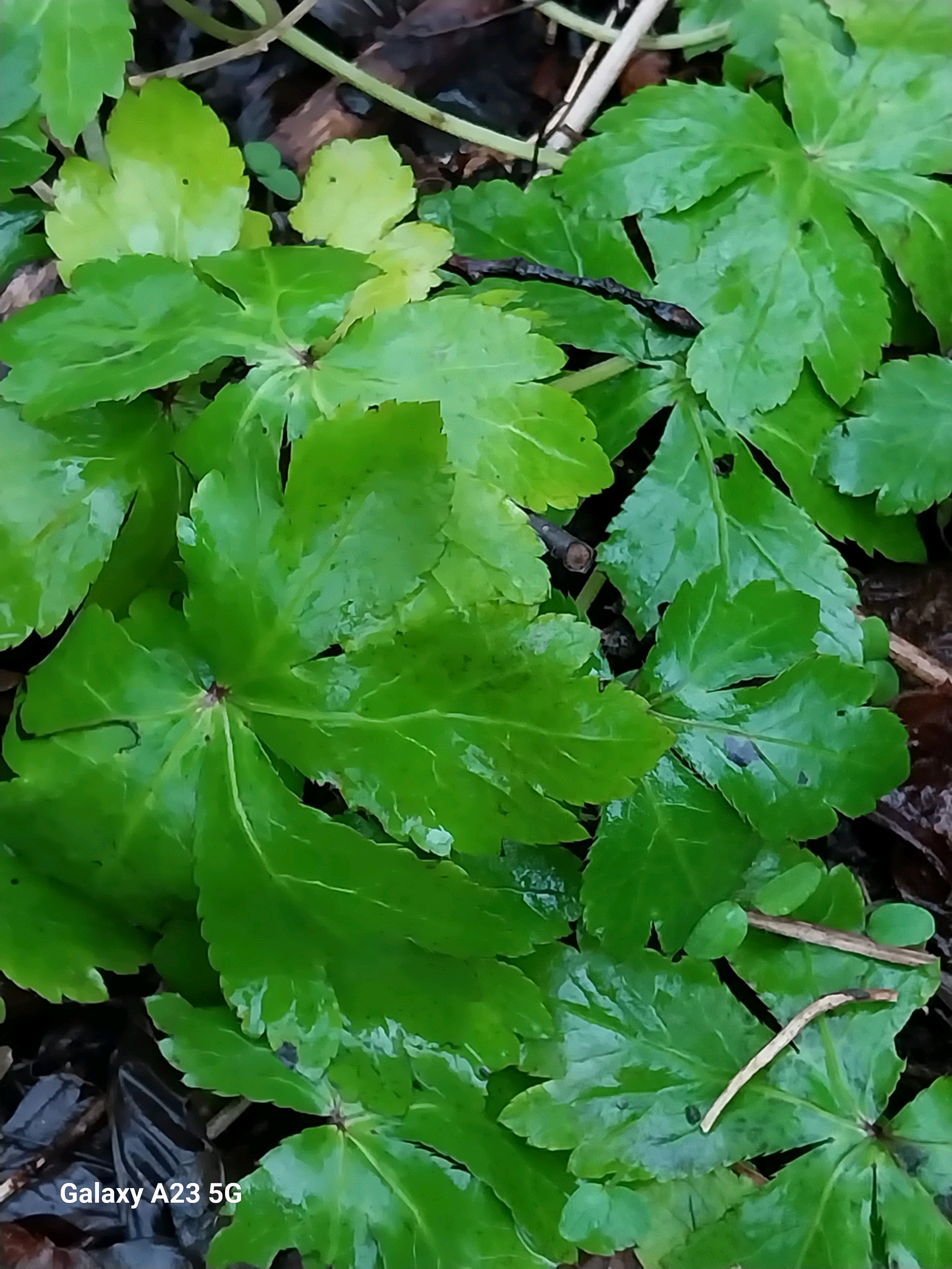 Sanicula europaea (wood sanicle) (alternate view 13)