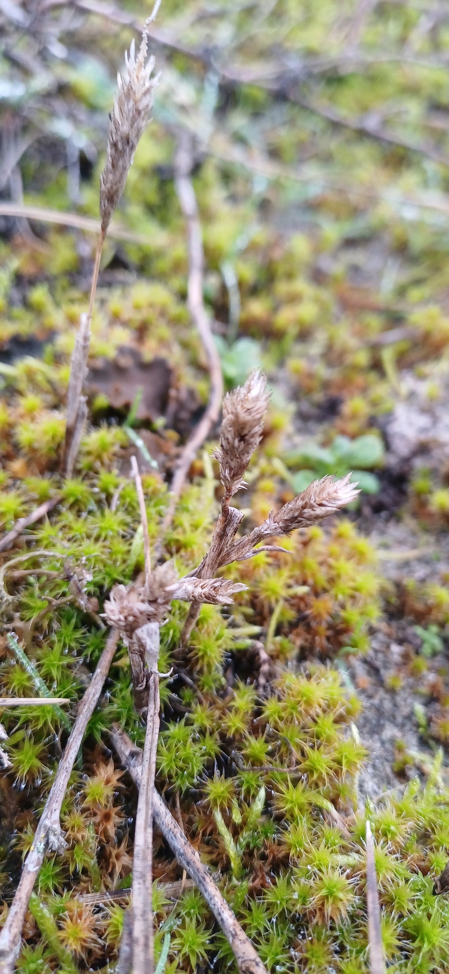 Phleum (Timothies) (alternate view 3)