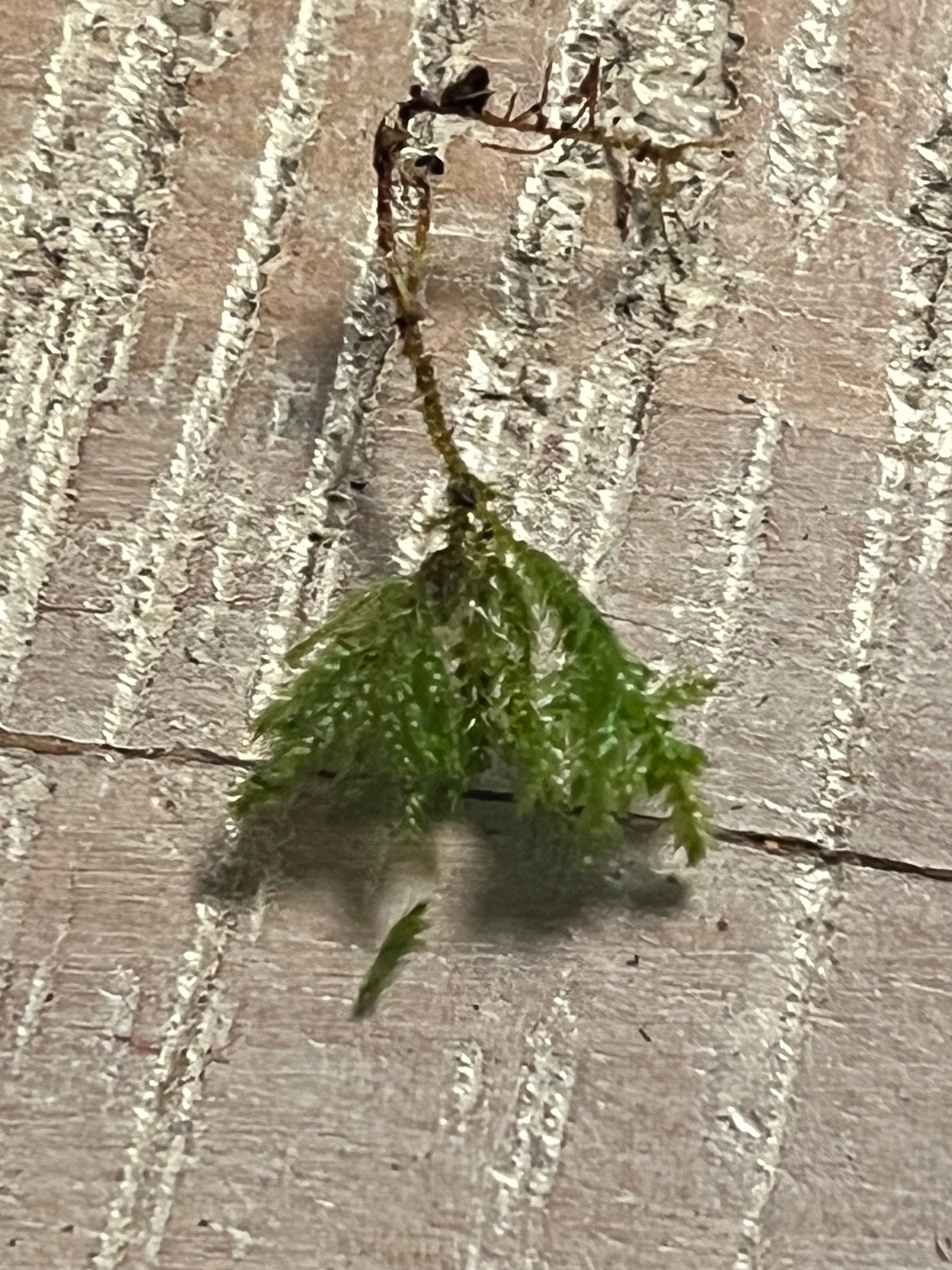 Pseudisothecium myosuroides (Mouse-tail Moss) (alternate view 8)