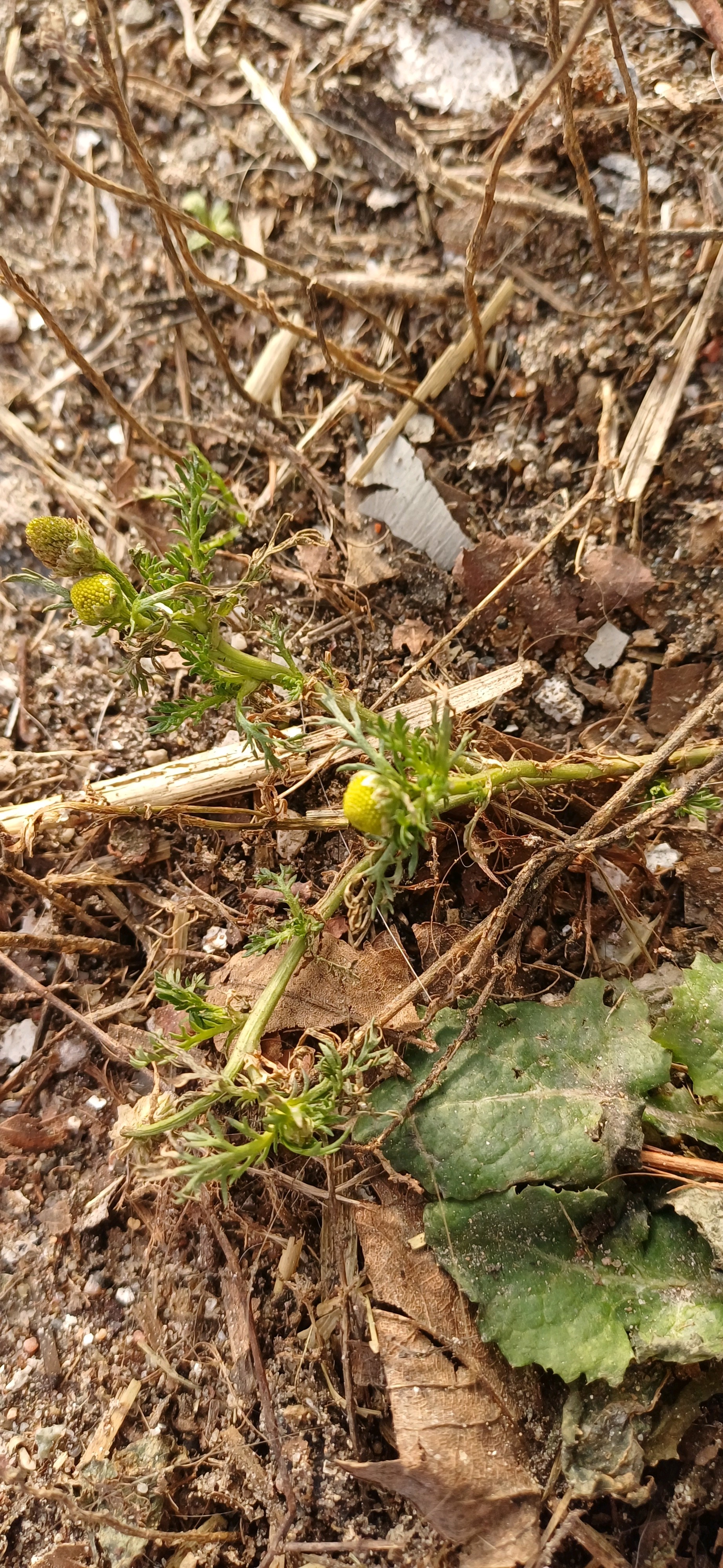 Matricaria discoidea (pineapple weed) (alternate view 11)