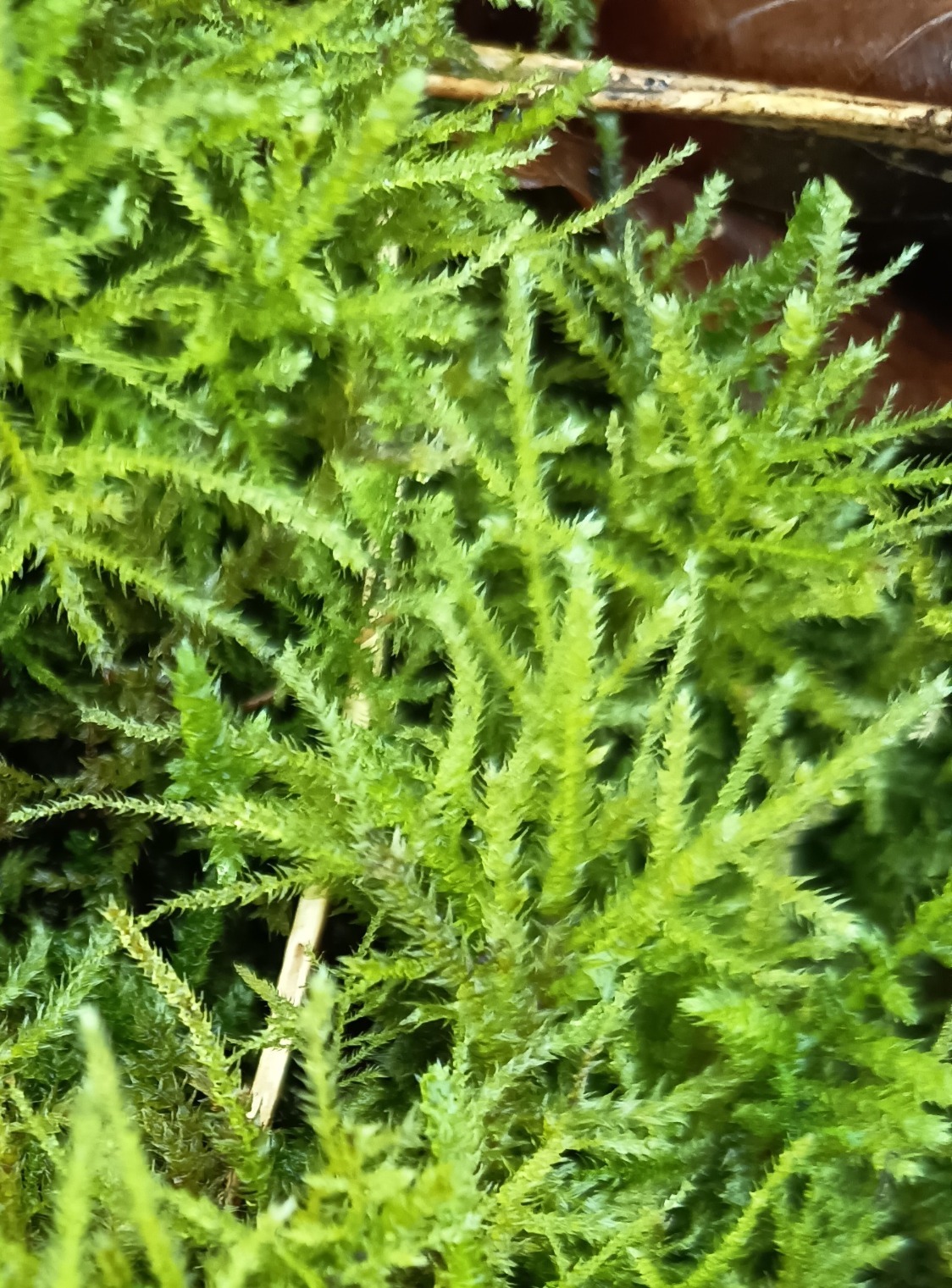 Eurhynchium striatum (Common Striated Feather-moss) (alternate view 11)