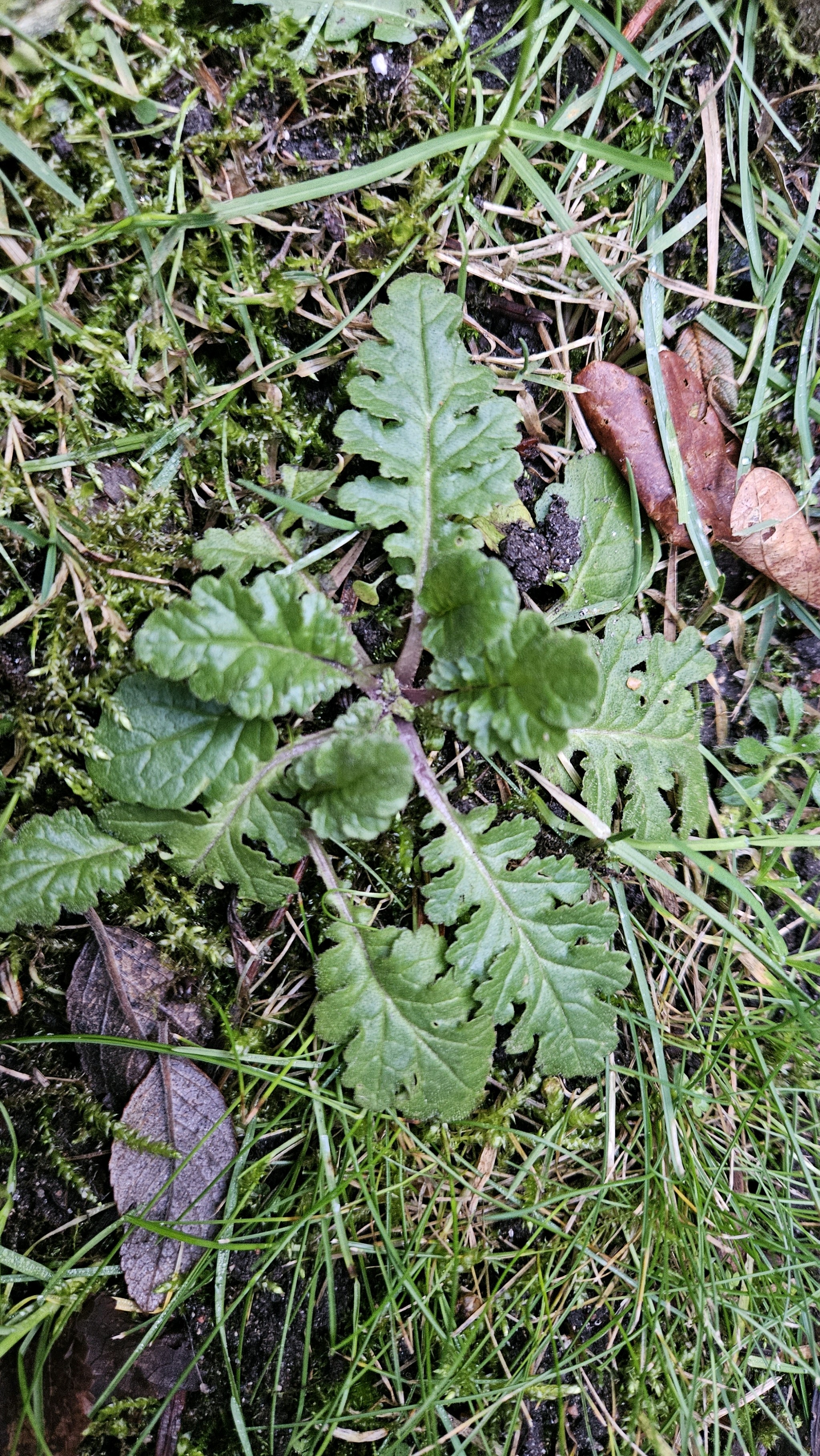 Jacobaea vulgaris (tansy ragwort) (alternate view 15)
