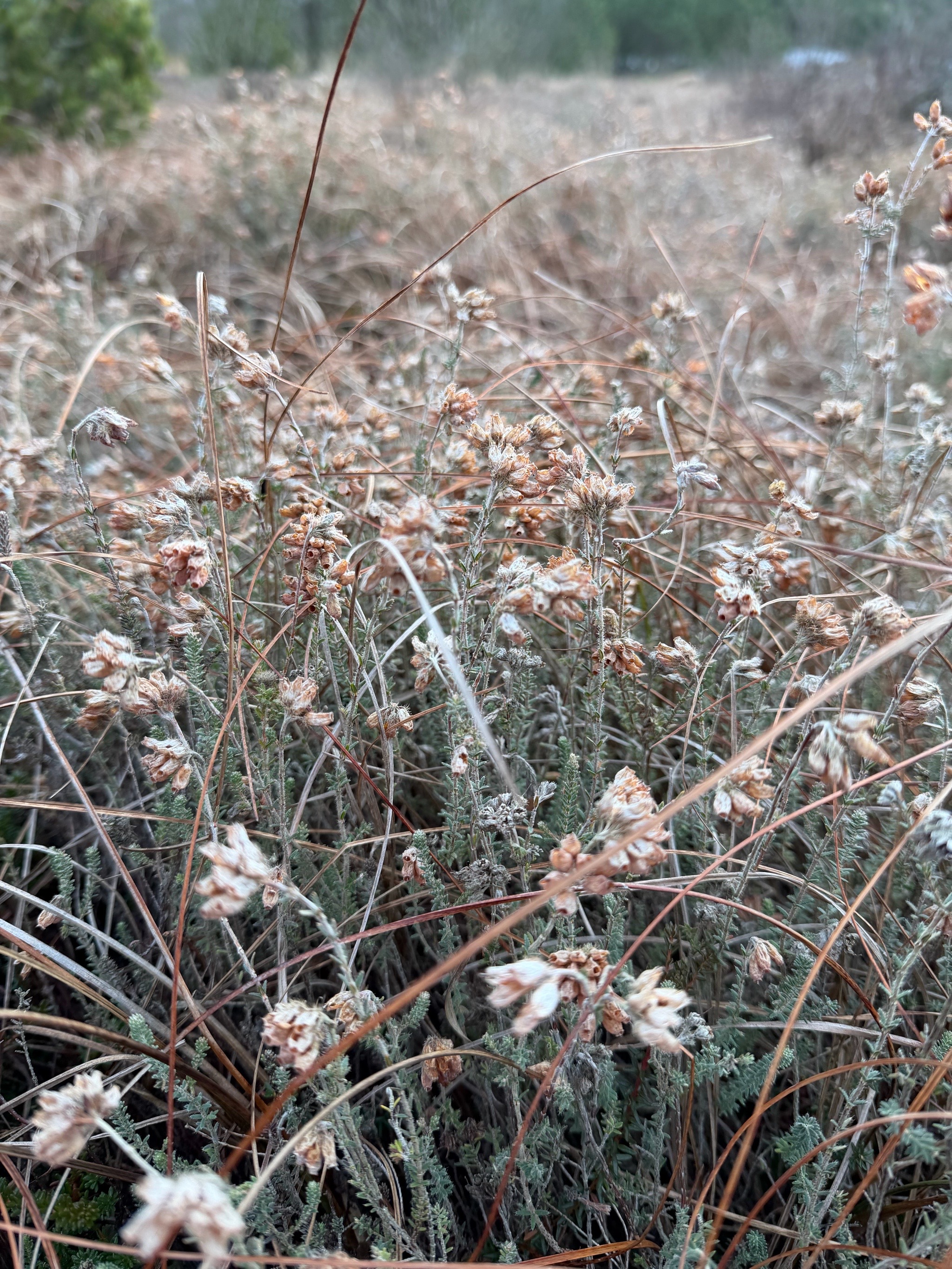 Erica tetralix (Cross-leaved Heath) (alternate view 13)