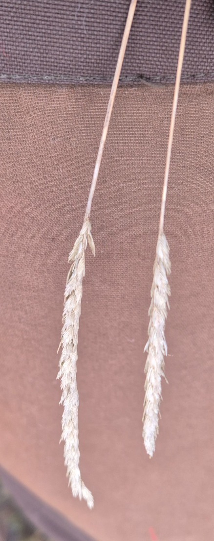 Cynosurus cristatus (crested dogtail grass) (alternate view 11)