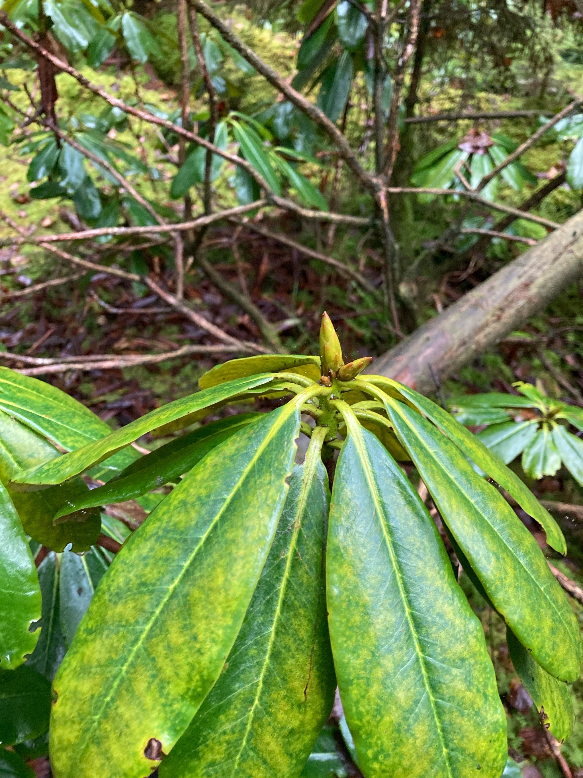 Rhododendron ponticum (Common Rhododendron) (alternate view 12)