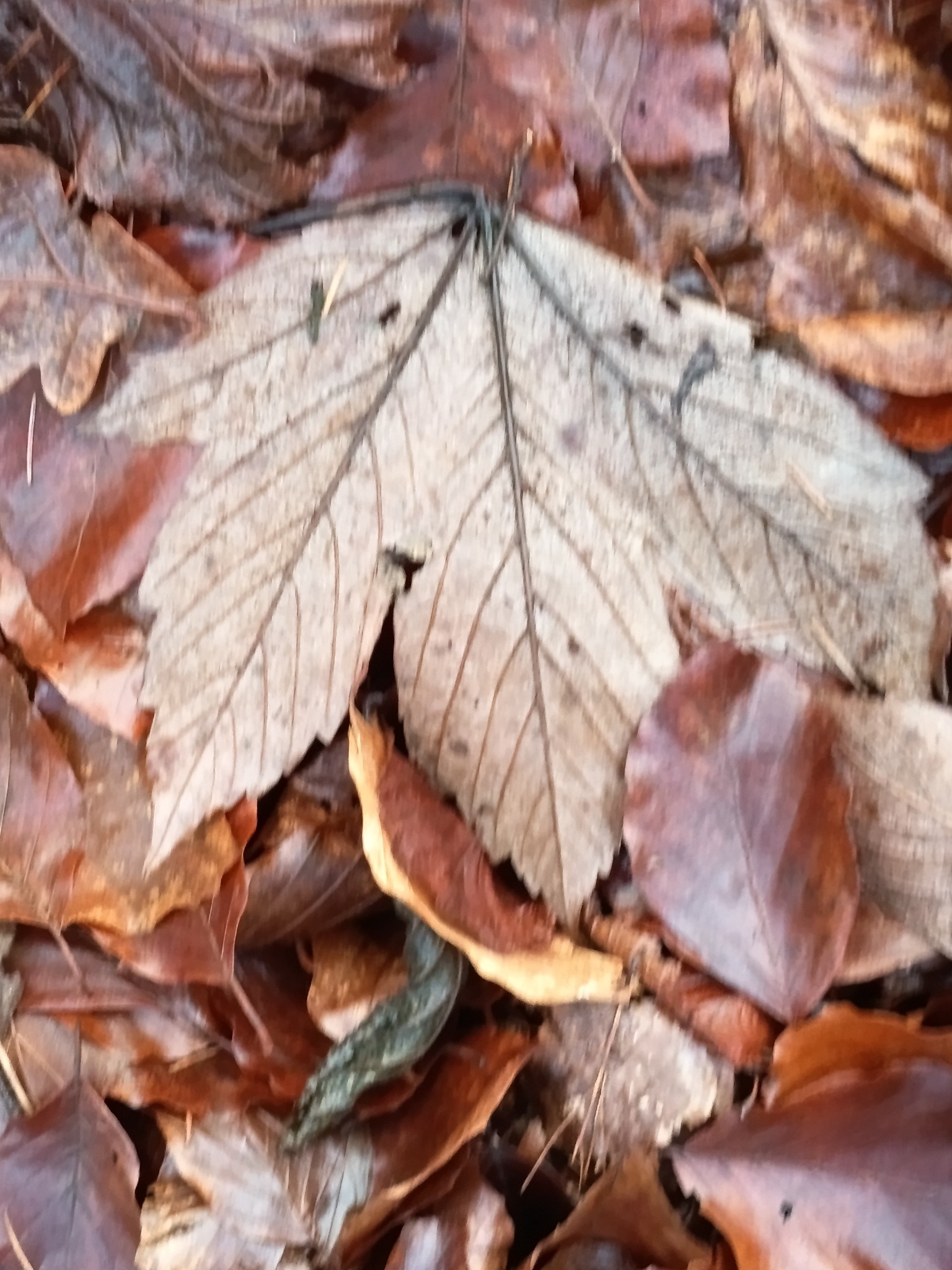 Acer pseudoplatanus (sycamore maple)