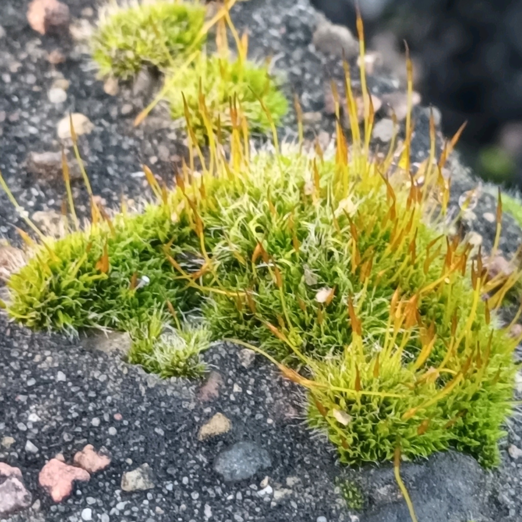 Tortula muralis (Wall Screw-moss) (alternate view 12)