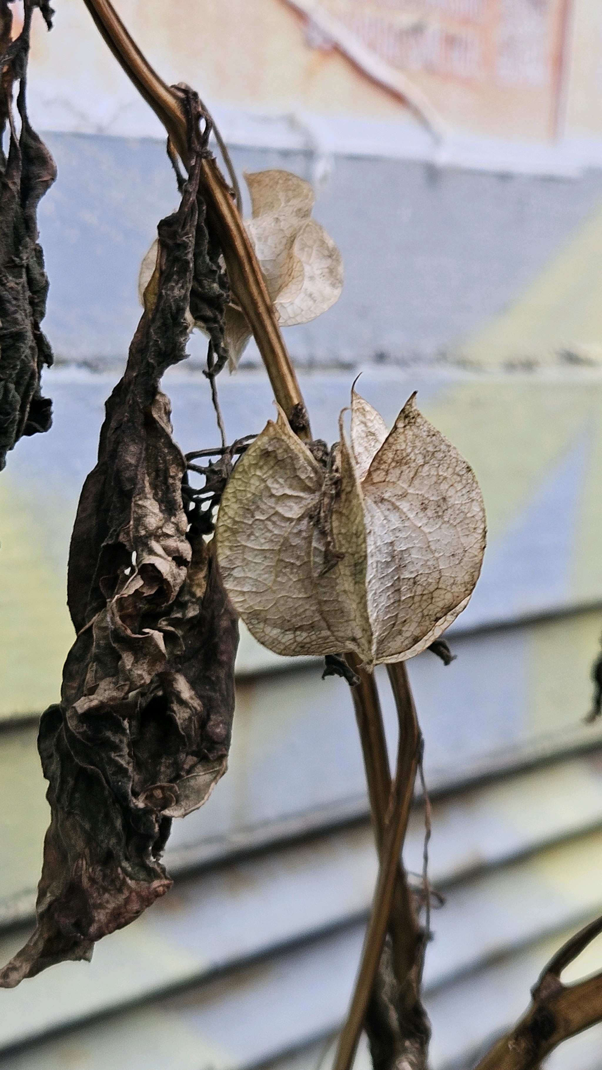 Nicandra physalodes (apple-of-Peru) (alternate view 14)