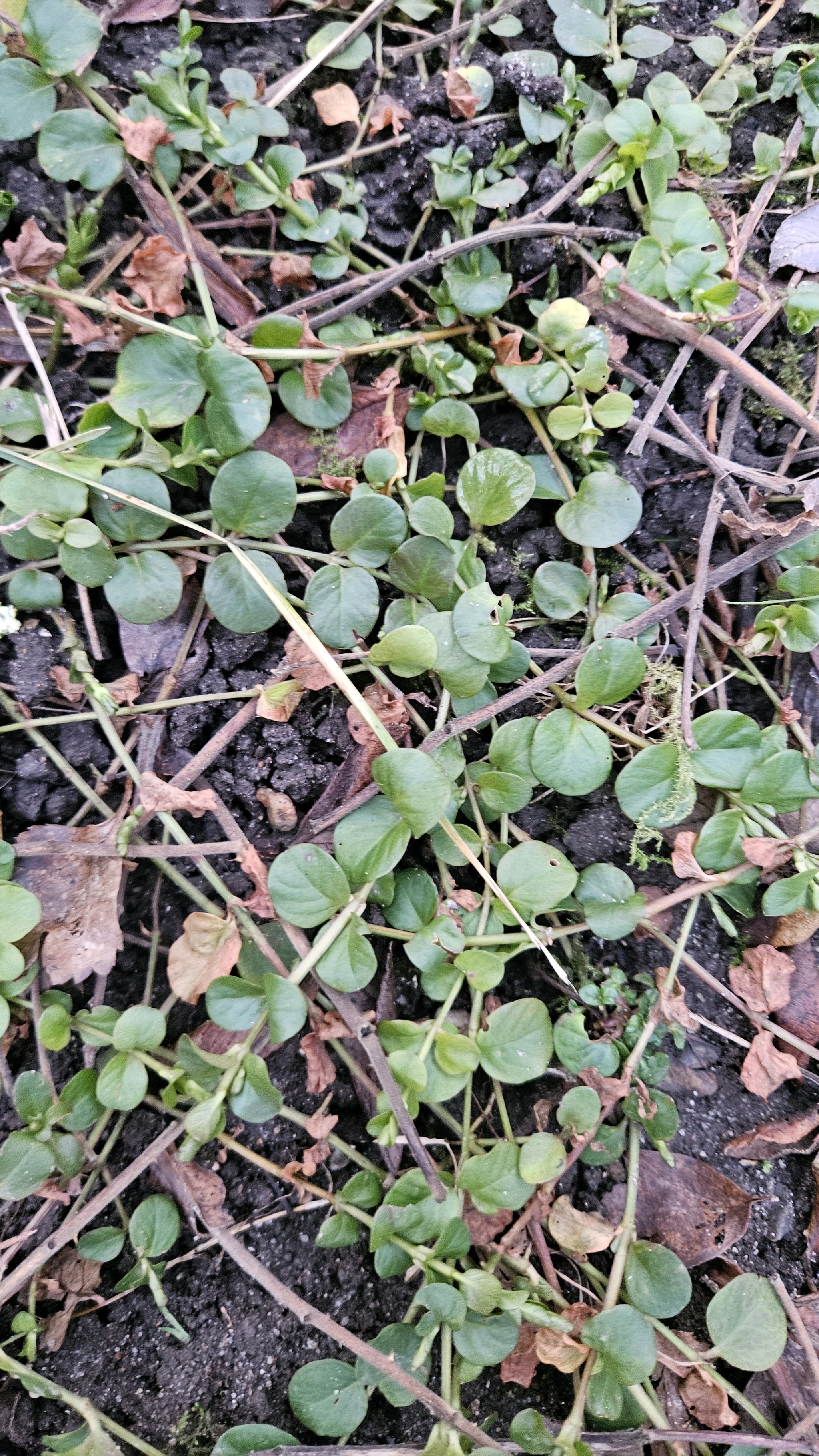 Lysimachia (Loosestrifes)