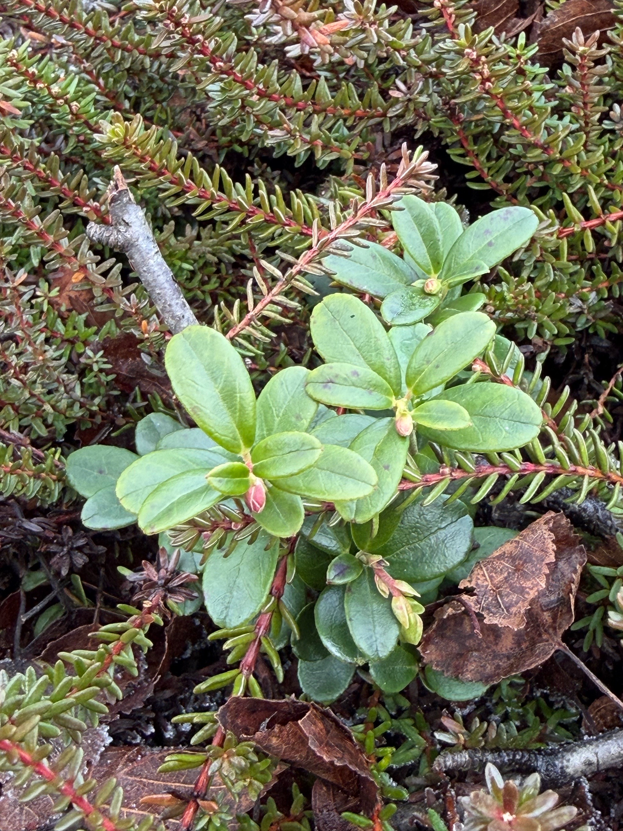 Vaccinium vitis-idaea (Lingonberry) (alternate view 11)