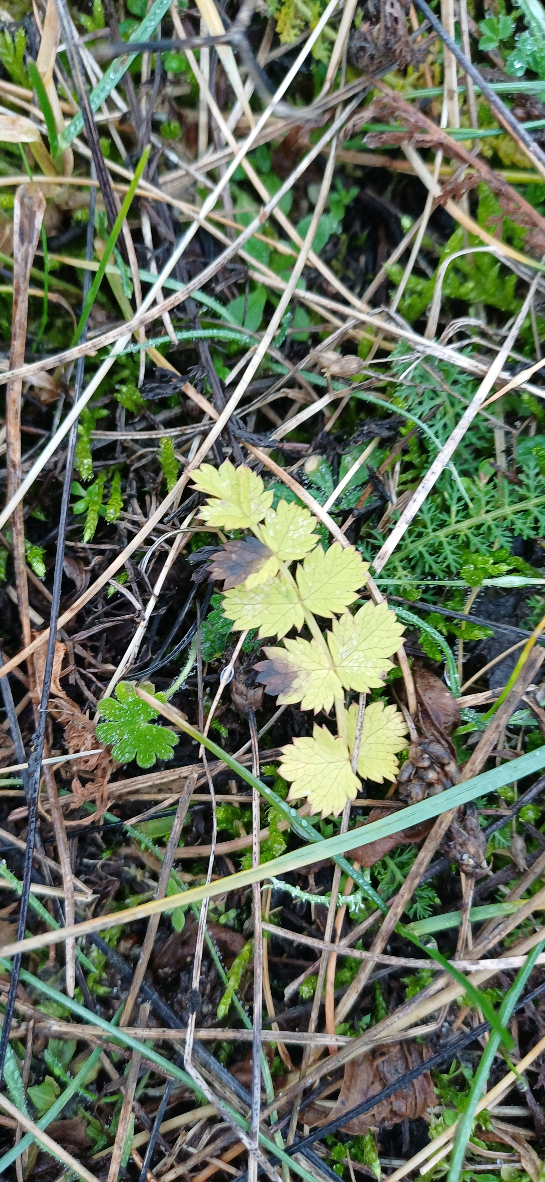Pimpinella saxifraga (Burnet-saxifrage) (alternate view 13)