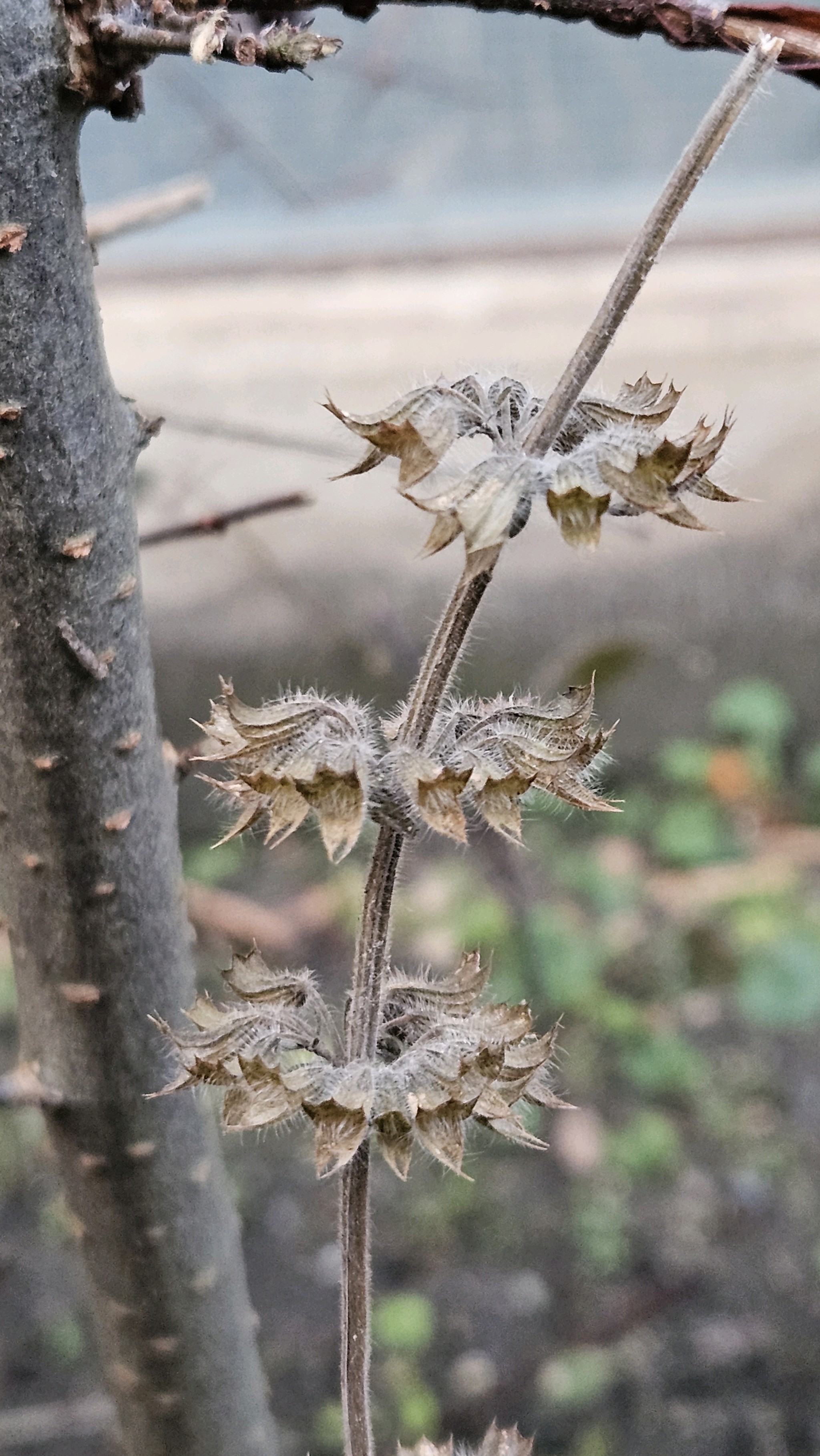 Melissa officinalis (Lemon Balm) (alternate view 11)