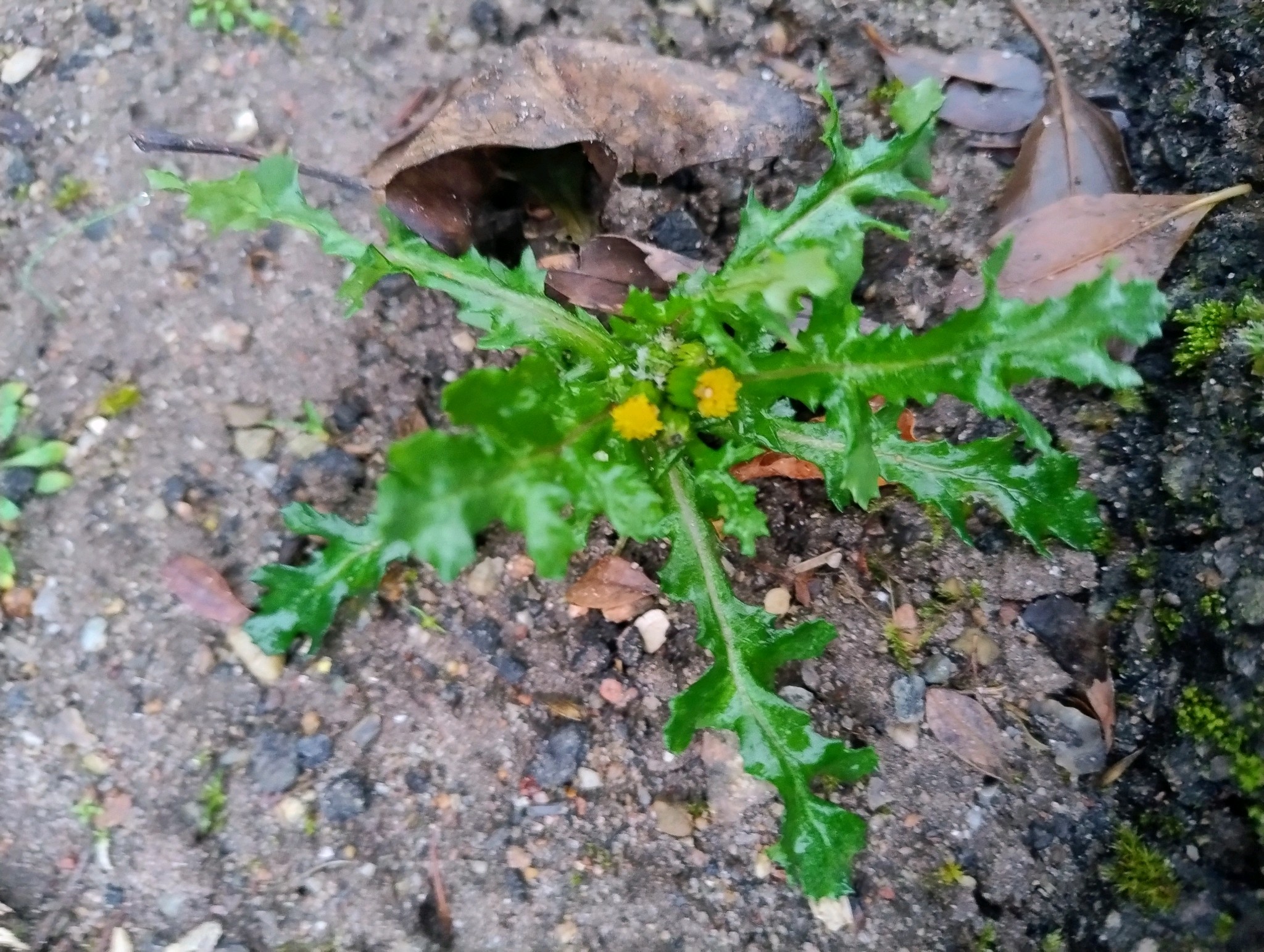 Senecio vulgaris (common groundsel) (alternate view 12)