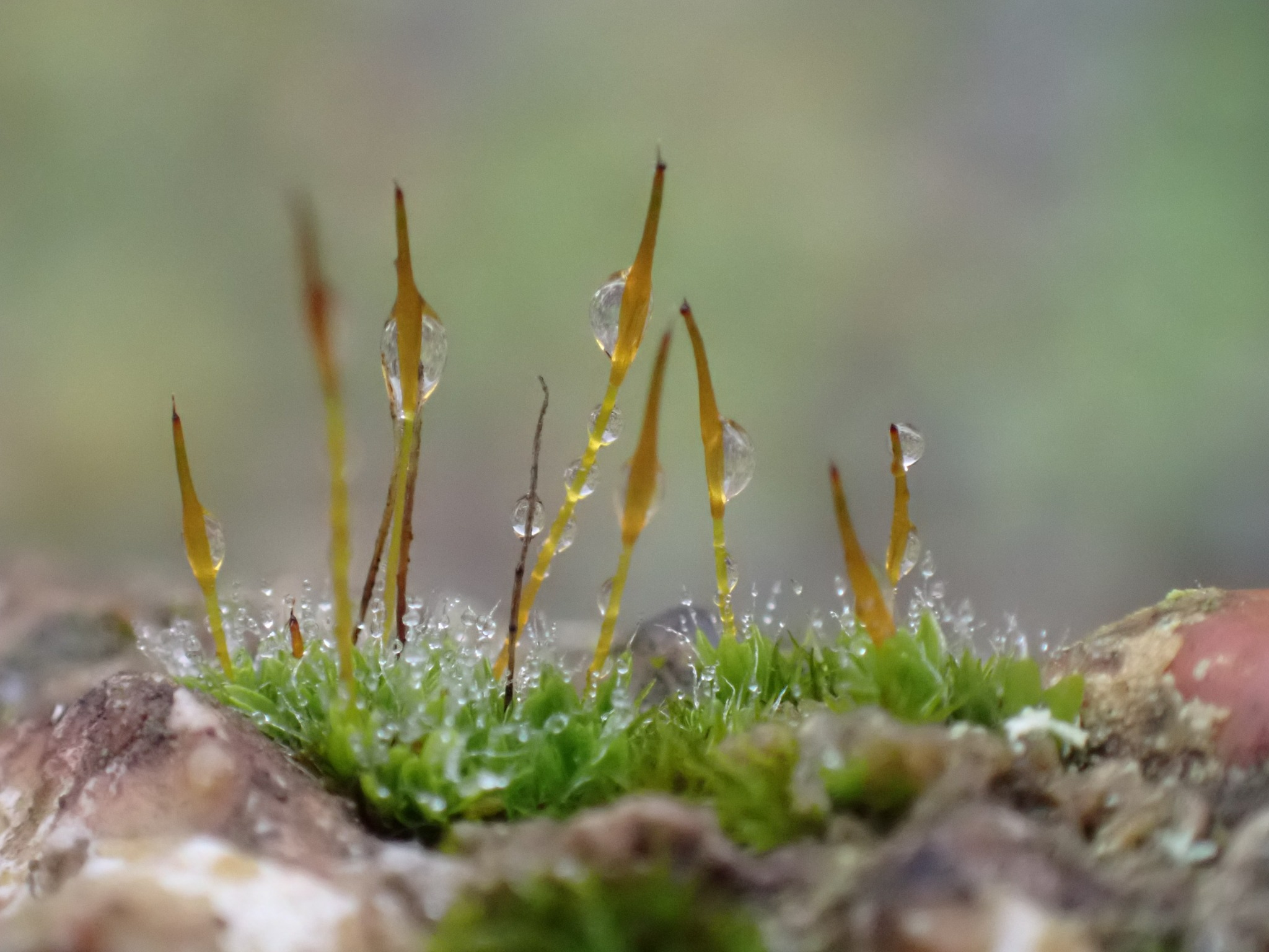 Tortula muralis (Wall Screw-moss) (alternate view 11)