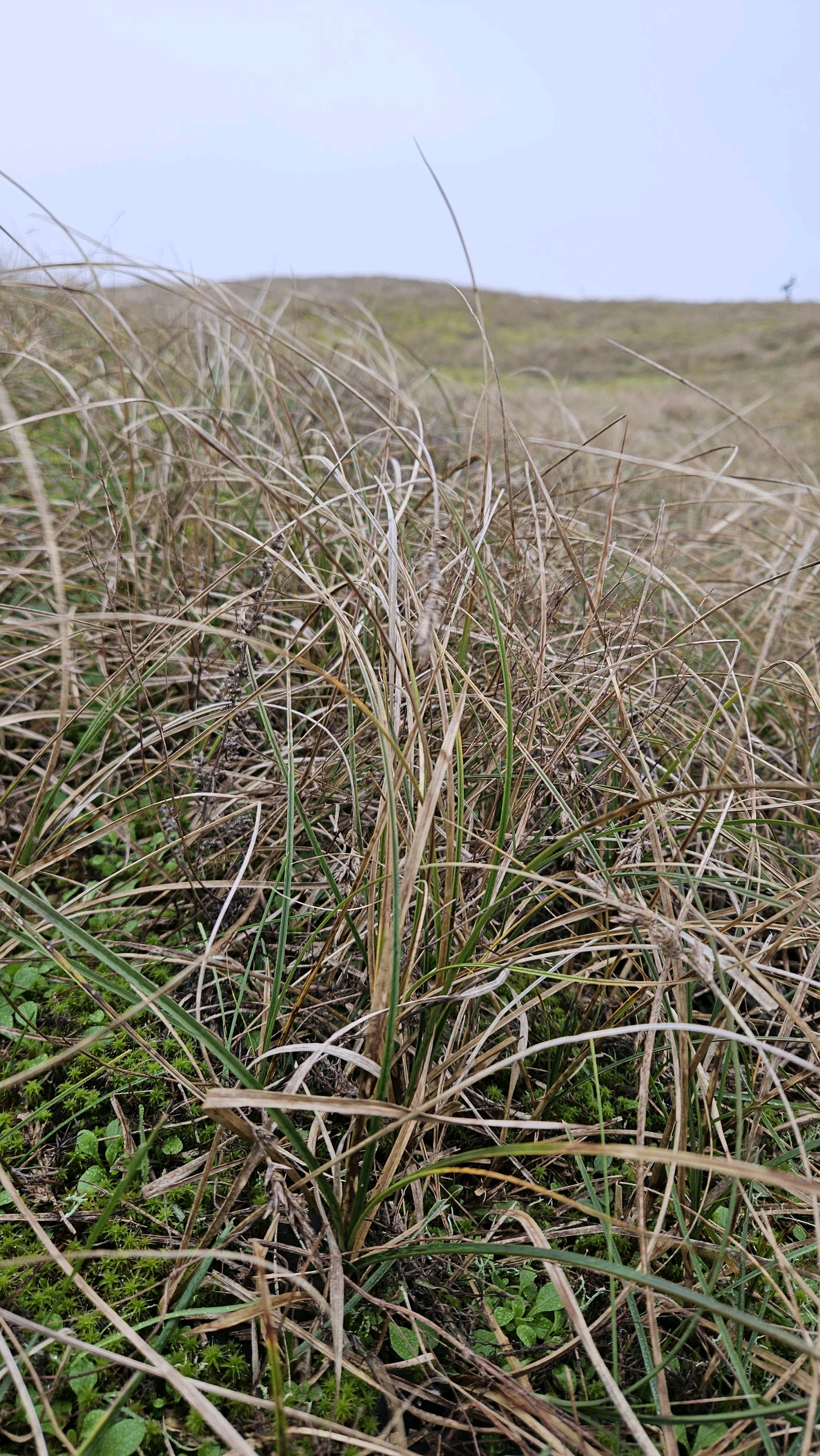 Carex arenaria (sand sedge) (alternate view 12)