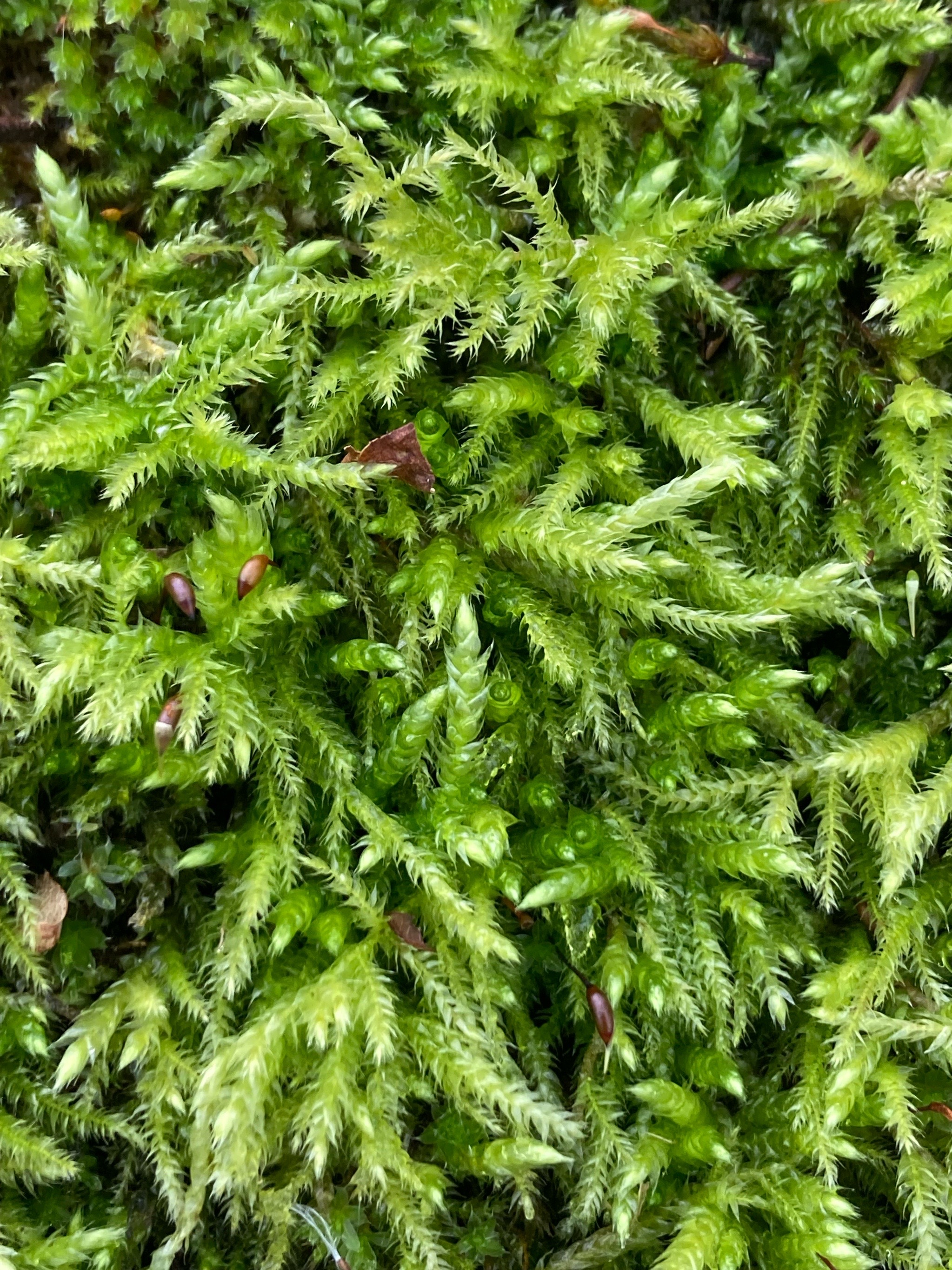 Brachythecium rutabulum (Rough-stalked Feather-moss) (alternate view 13)