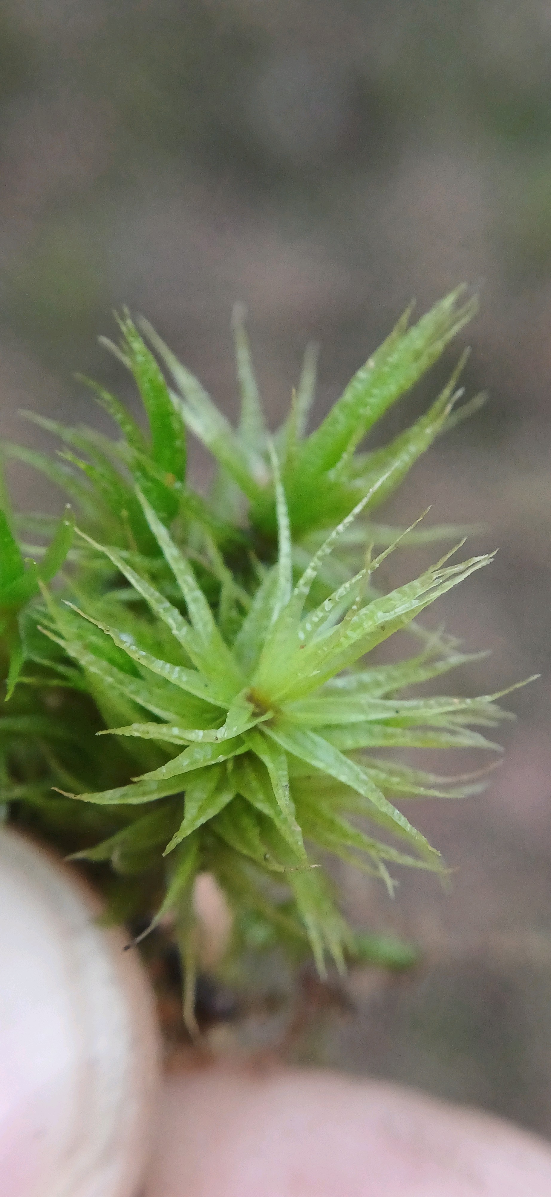 Dicranum (Forkmosses)