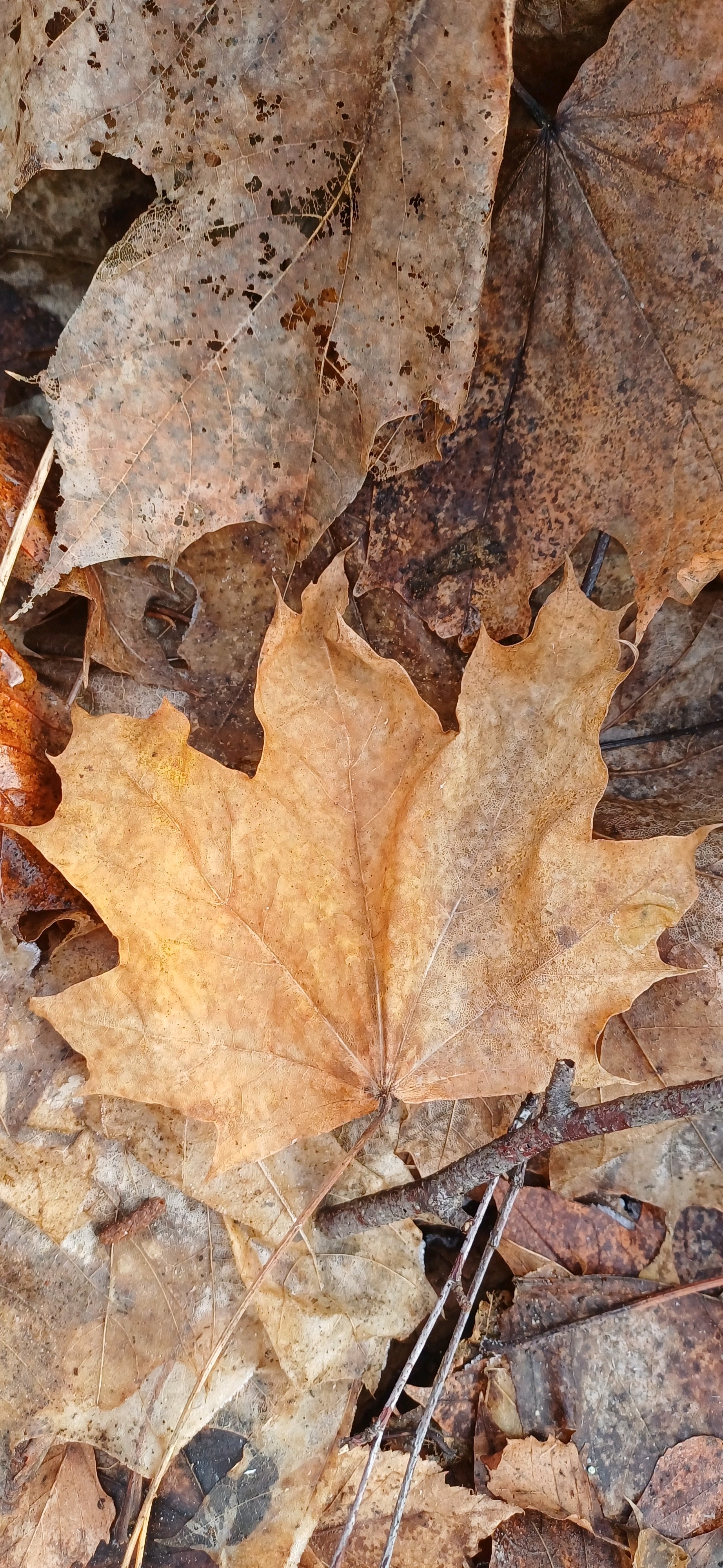 Acer platanoides (Norway maple) (alternate view 3)