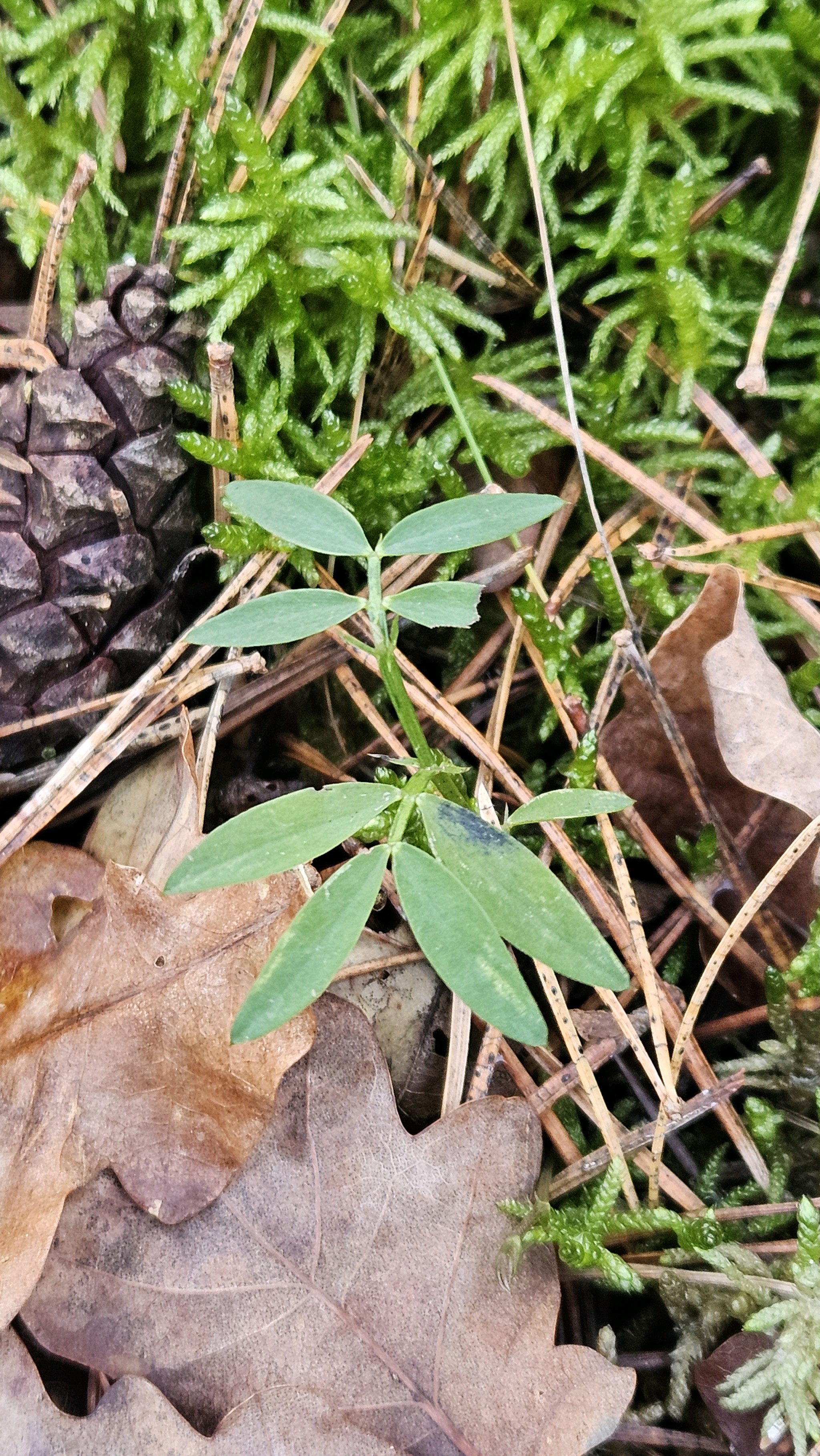 Lathyrus linifolius (Bitter Vetch) (alternate view 13)