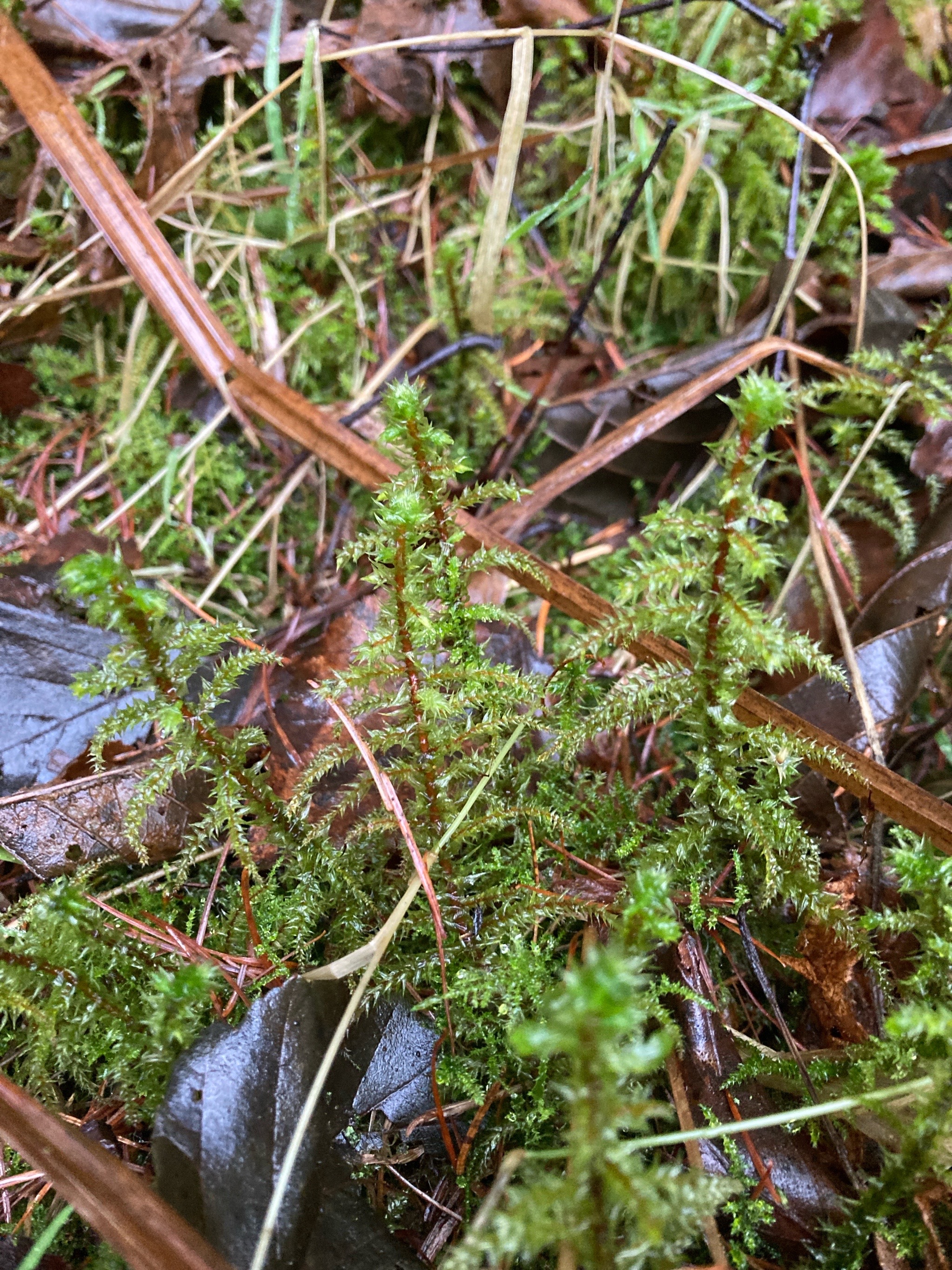 Hylocomiadelphus triquetrus (rough goose neck moss) (alternate view 9)