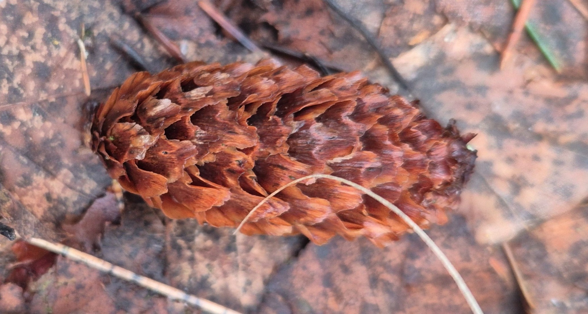 Picea sitchensis (Sitka Spruce) (alternate view 7)