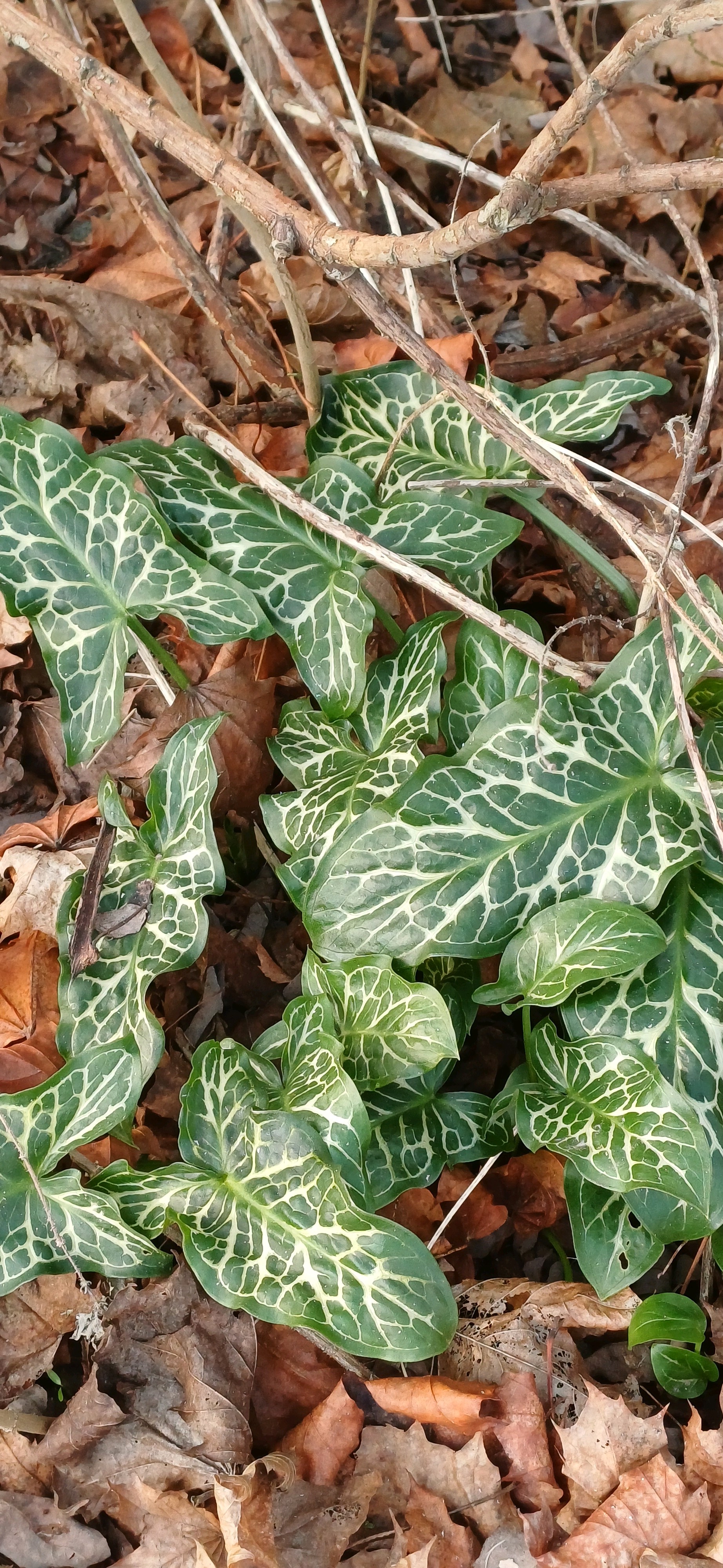 Arum italicum (lords and ladies) (alternate view 12)