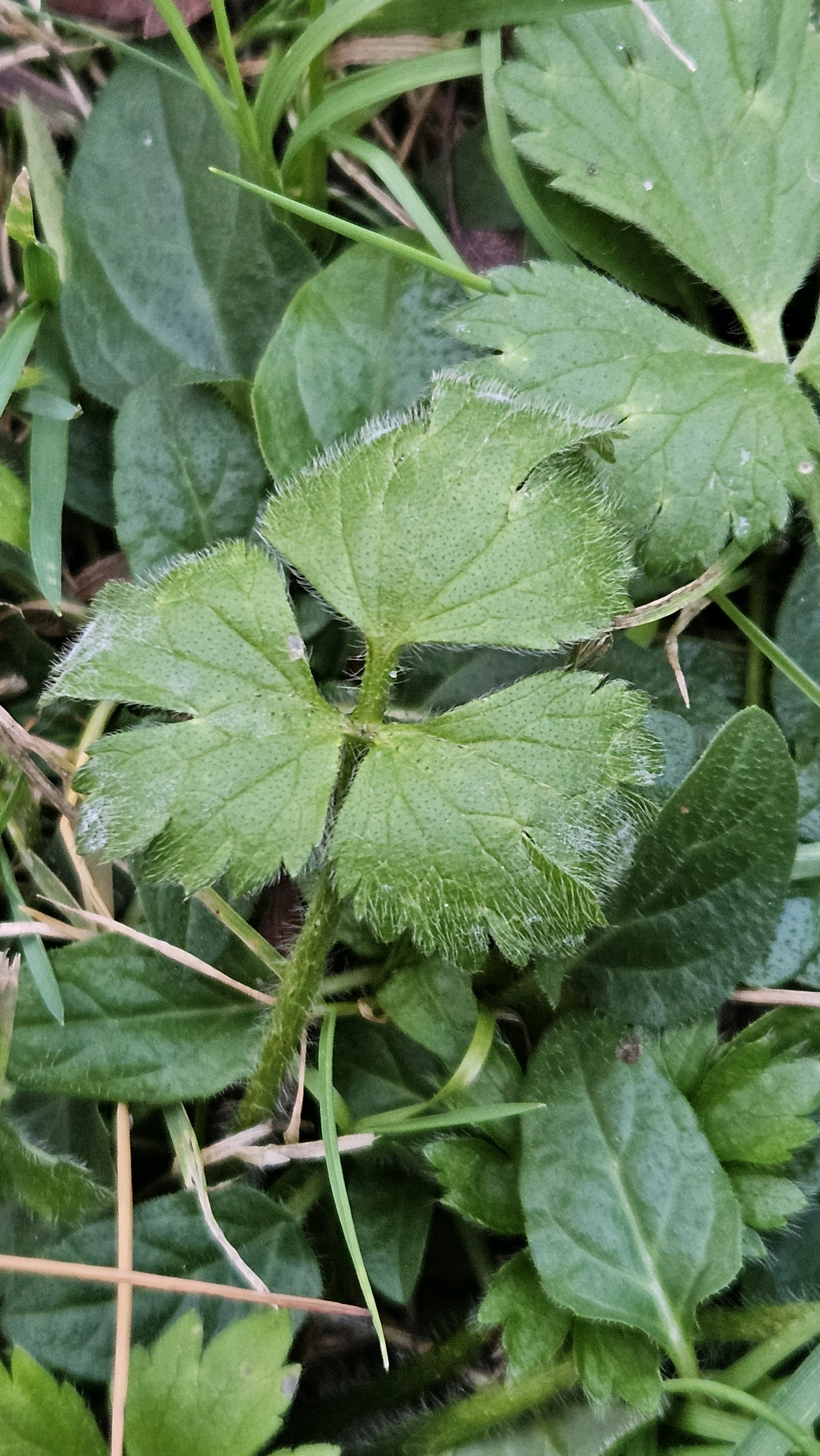 Ranunculus repens (creeping buttercup) (alternate view 13)