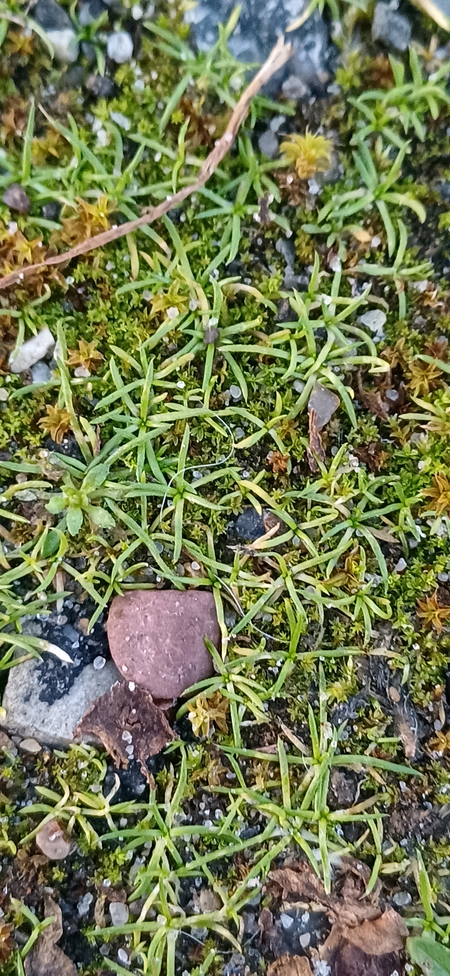 Sagina procumbens (pearlwort) (alternate view 15)