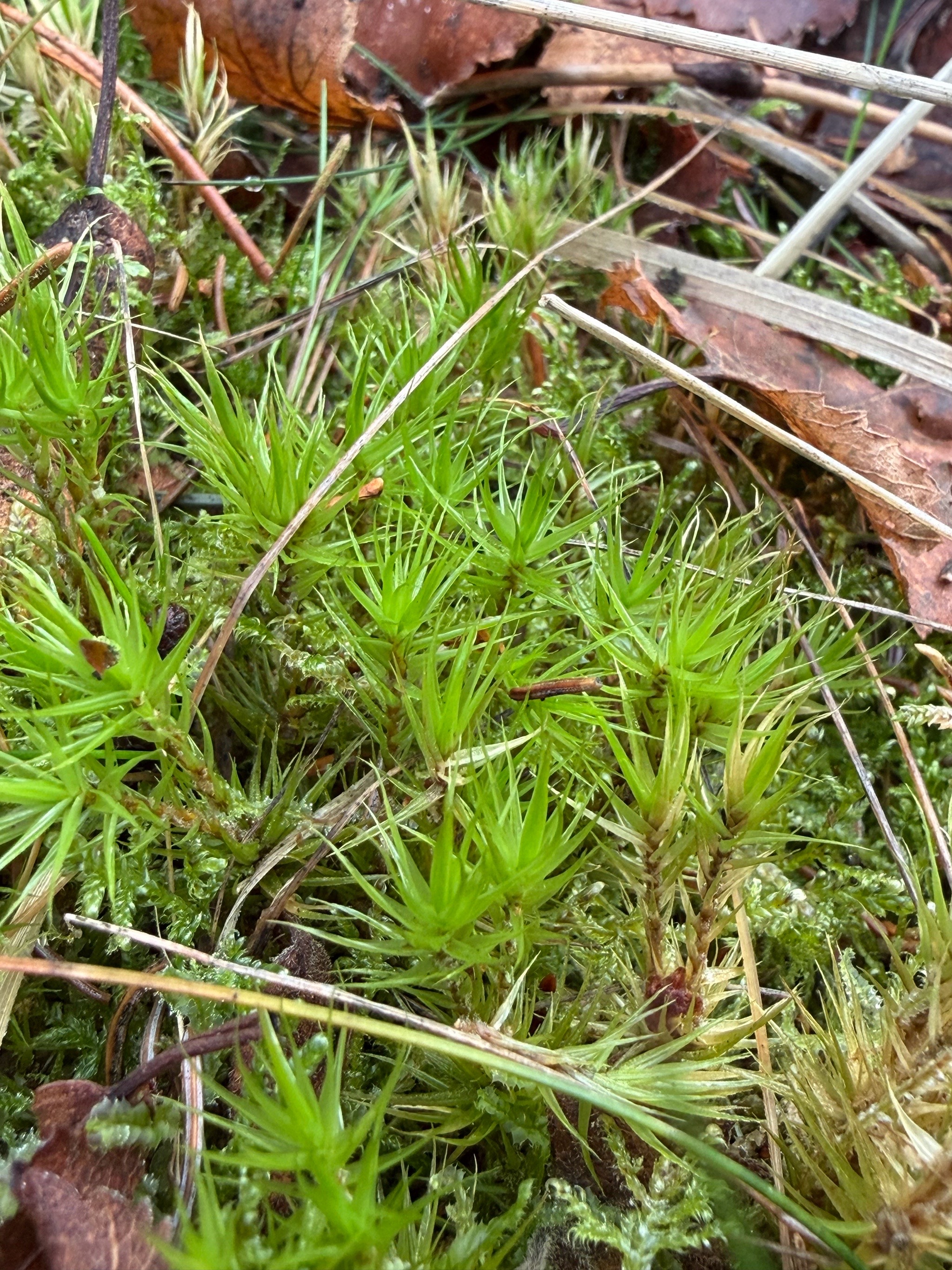 Dicranum (Forkmosses) (alternate view 3)