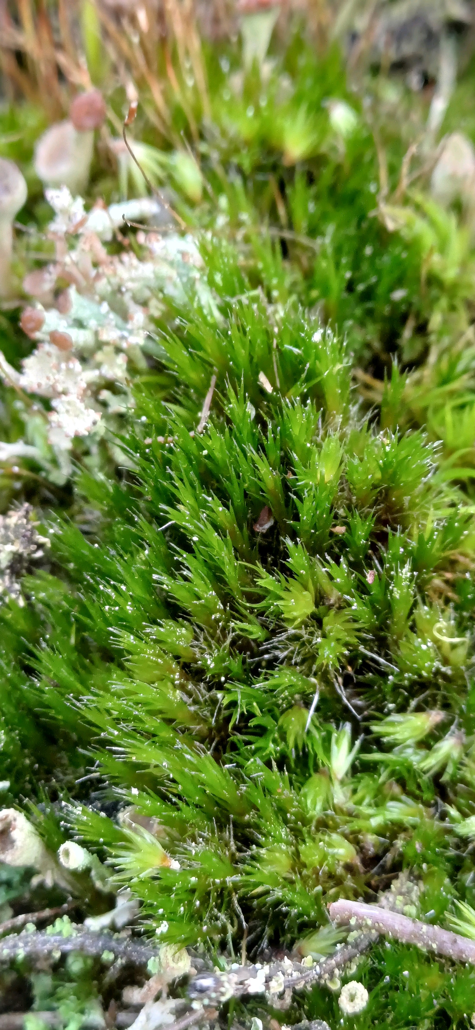 Campylopus introflexus (Heath Star-moss) (alternate view 11)
